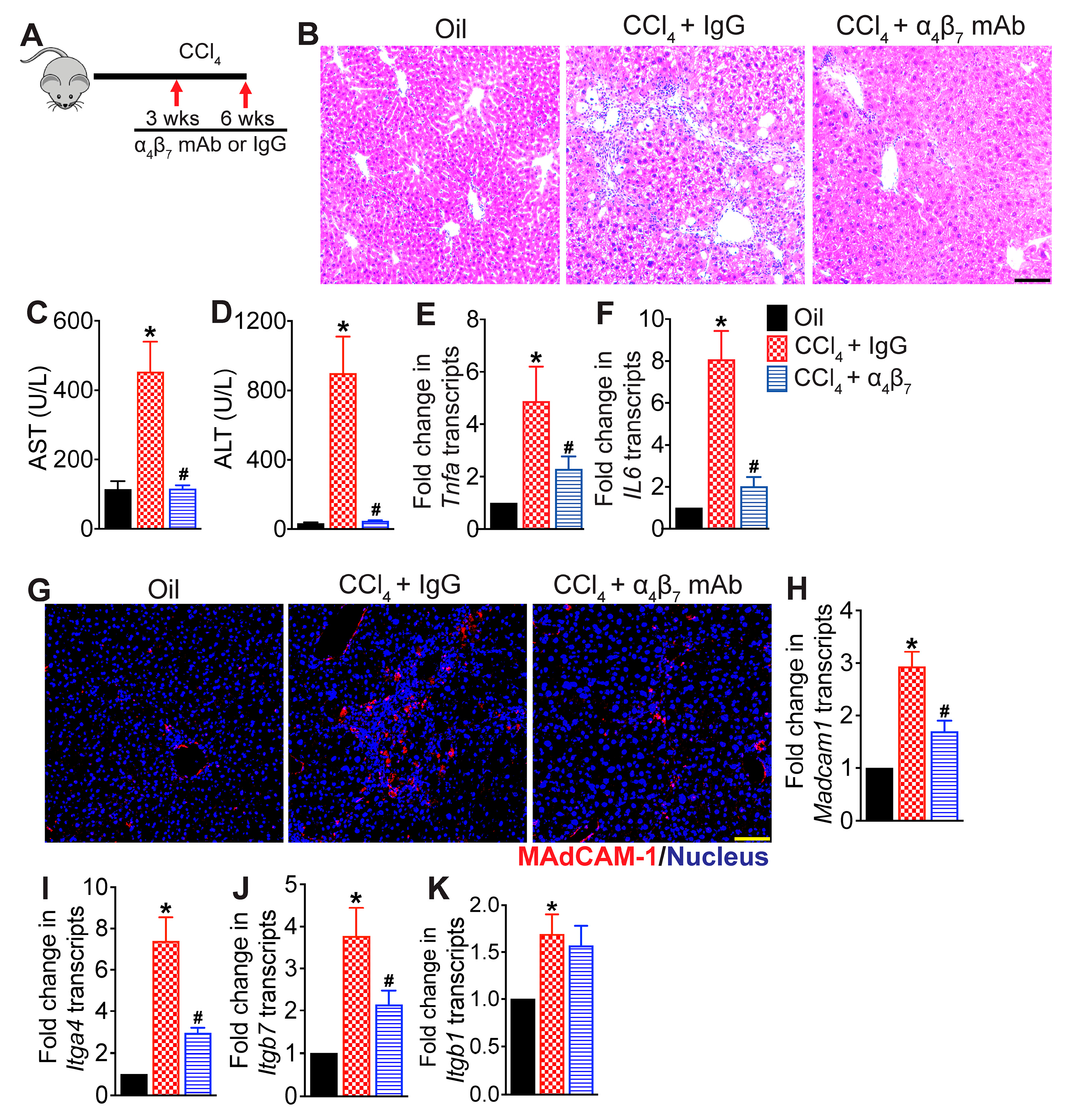 Cells 13 00756 g001 Cells 13 00756 g001