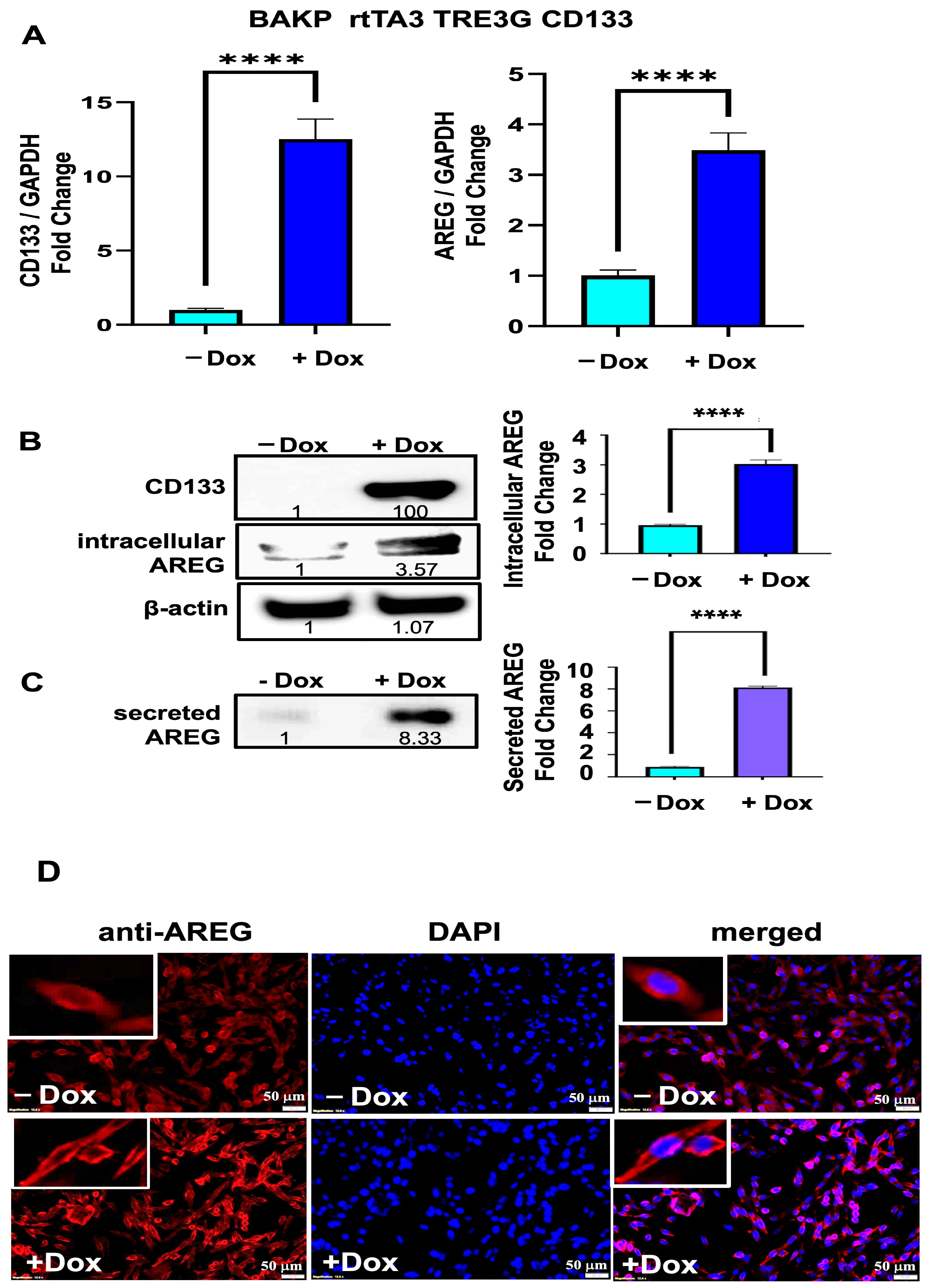Cells 13 00777 g004 Cells 13 00777 g004
