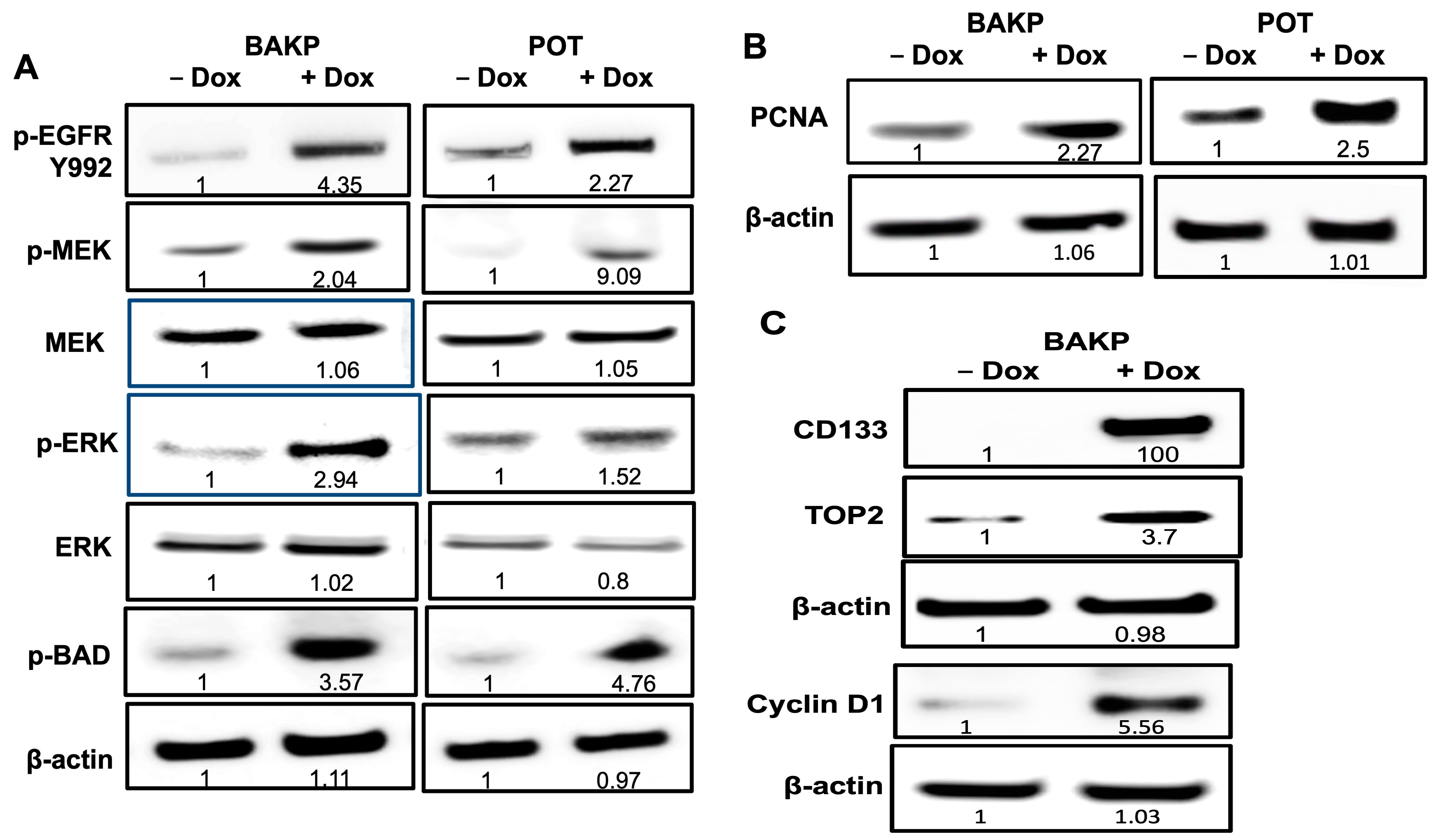 Cells 13 00777 g008 Cells 13 00777 g008