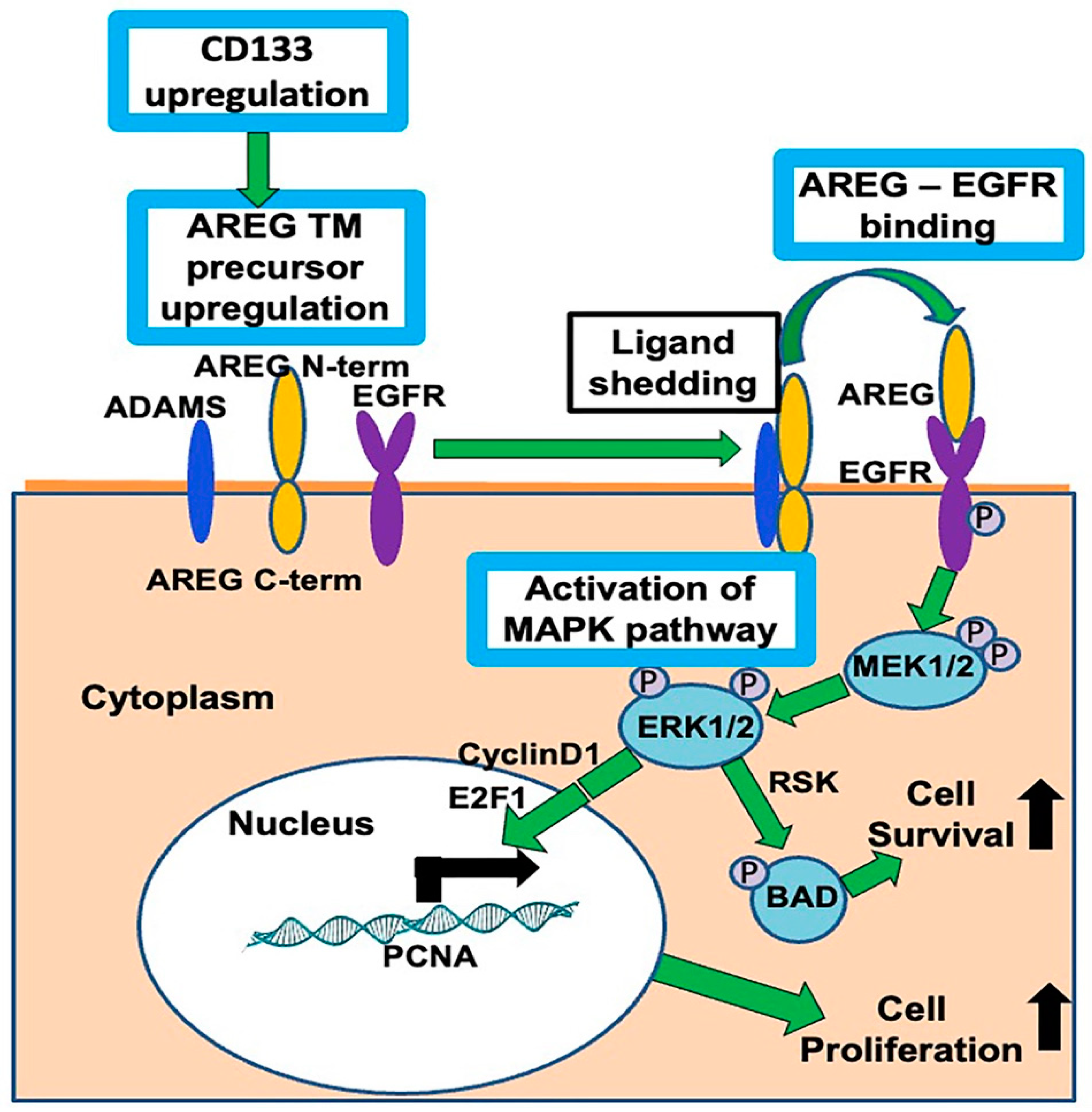 Cells 13 00777 g011 Cells 13 00777 g011