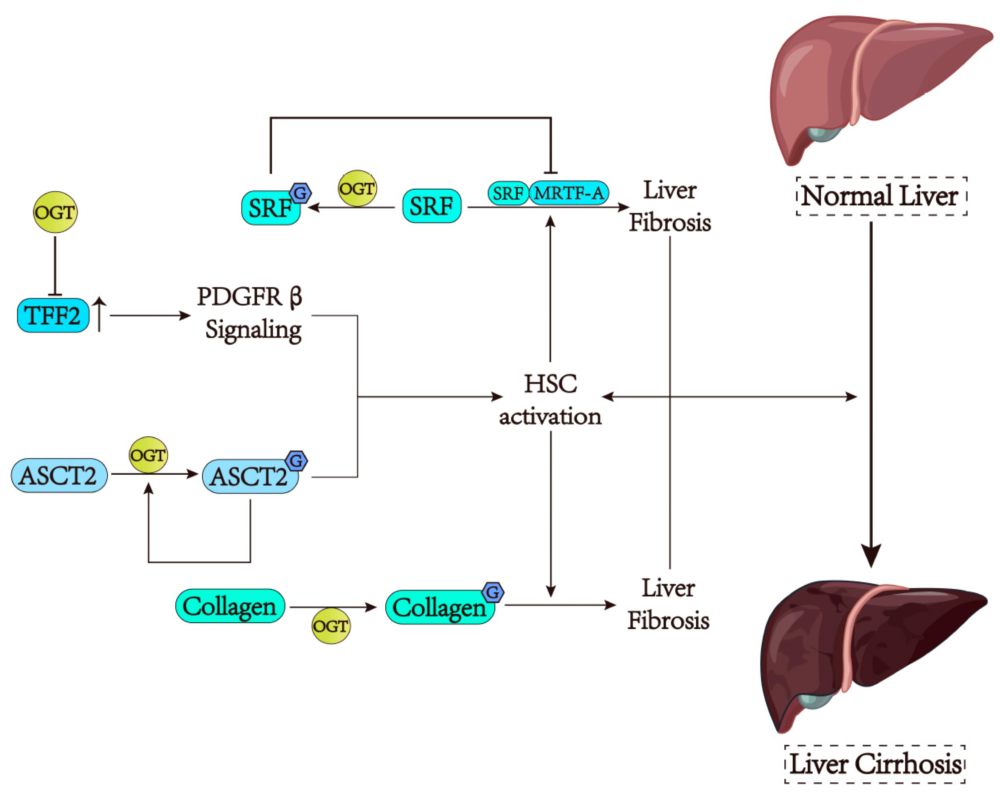 Cells 13 00805 g004 Cells 13 00805 g004