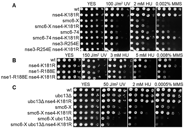 Cells 13 00812 i001