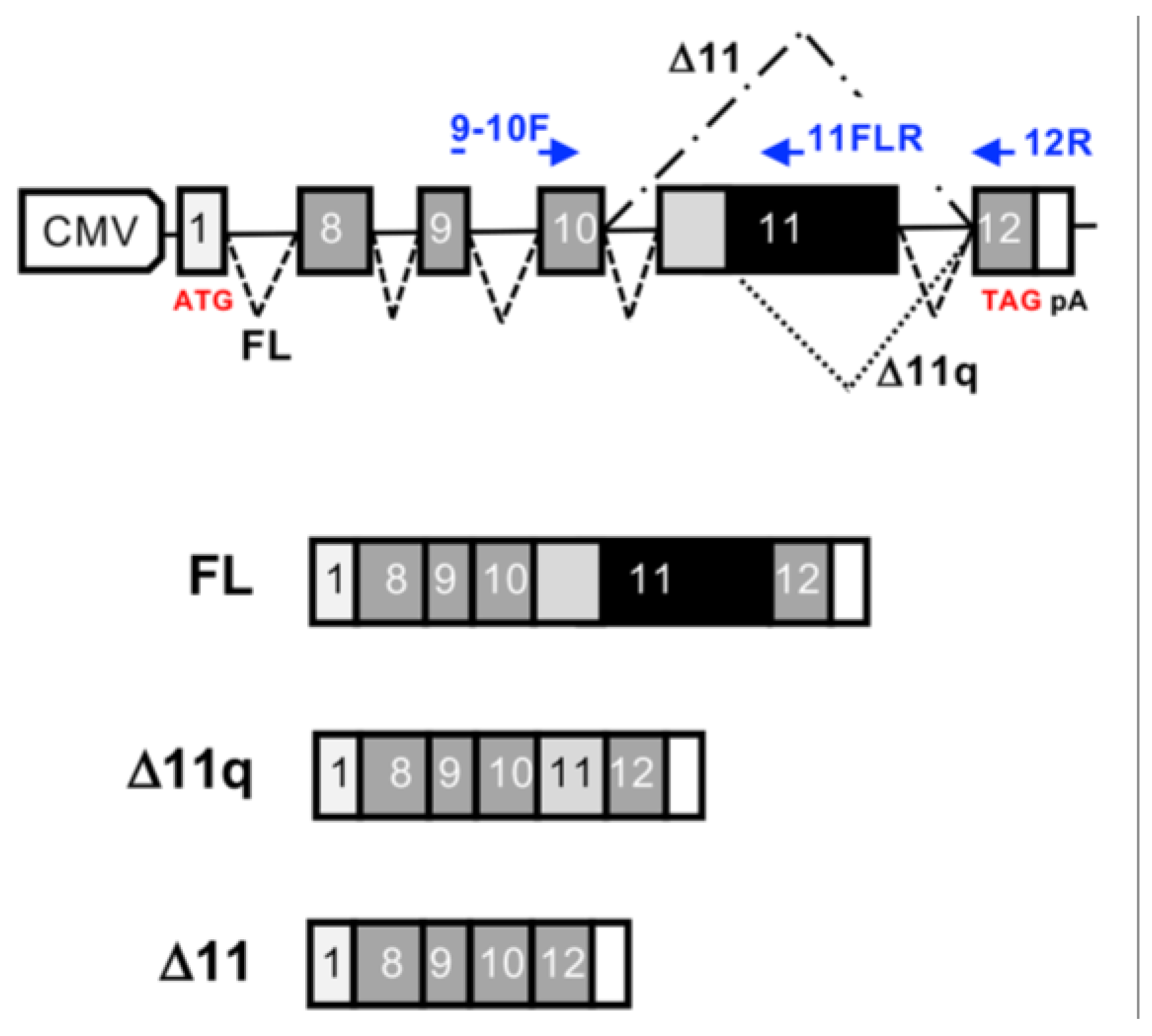 Cells | Free Full-Text | Assessing the Impact of Novel BRCA1 Exon 11 ...