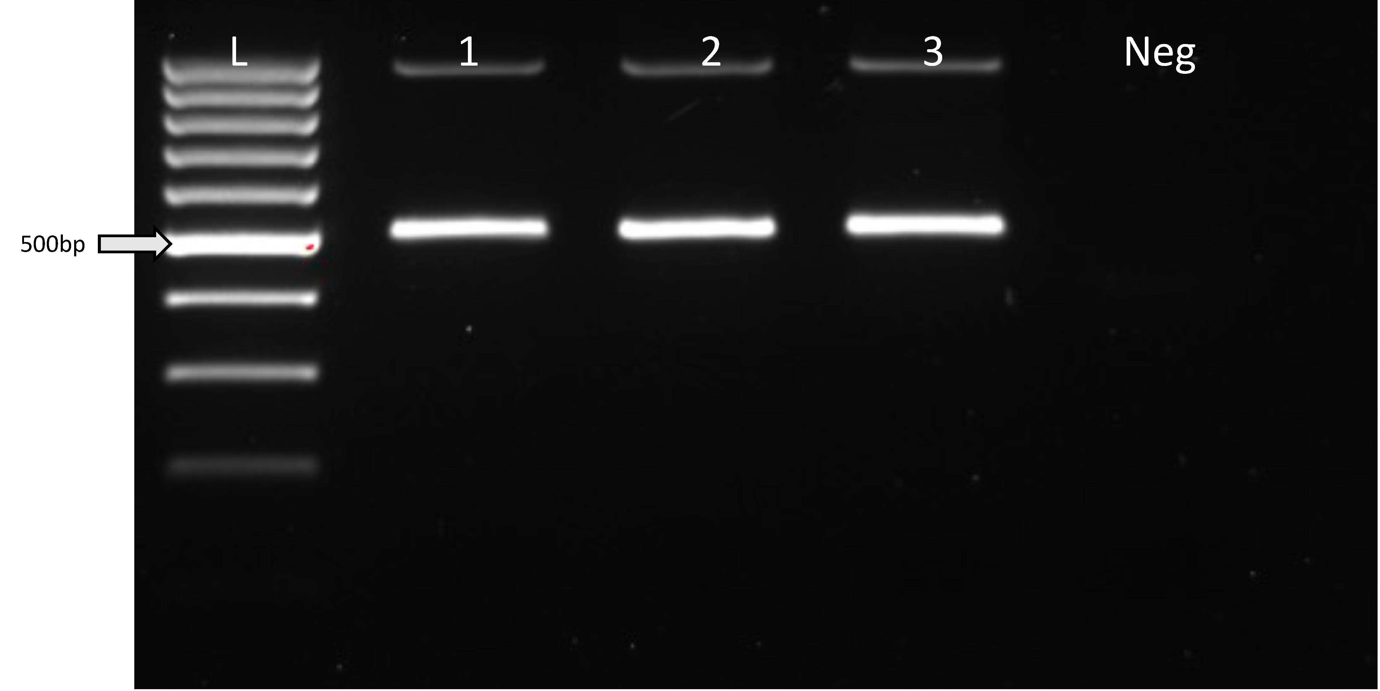 Cells 13 00829 g003 Cells 13 00829 g003