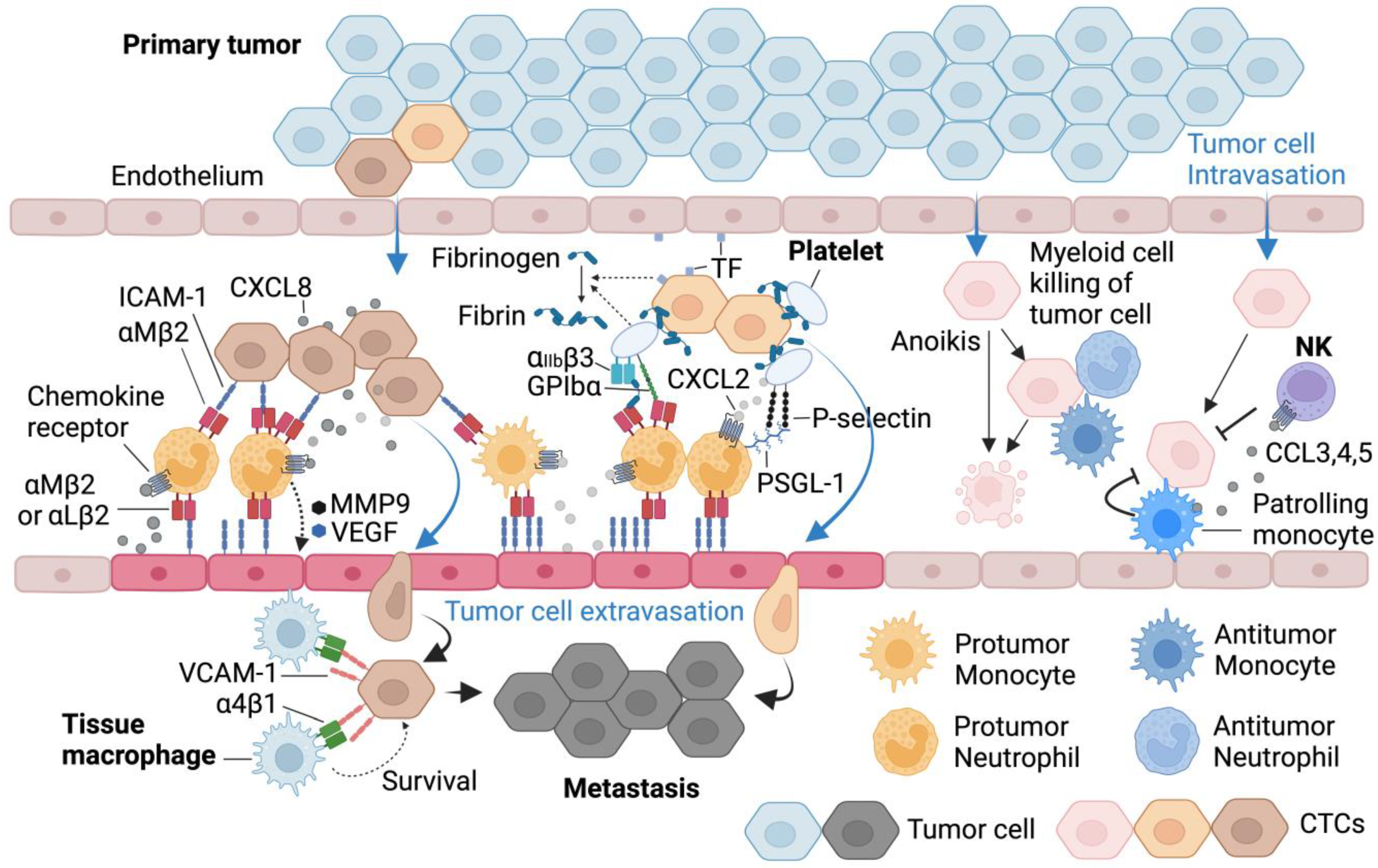 Cells | Free Full-Text | Immune Cell Migration to Cancer
