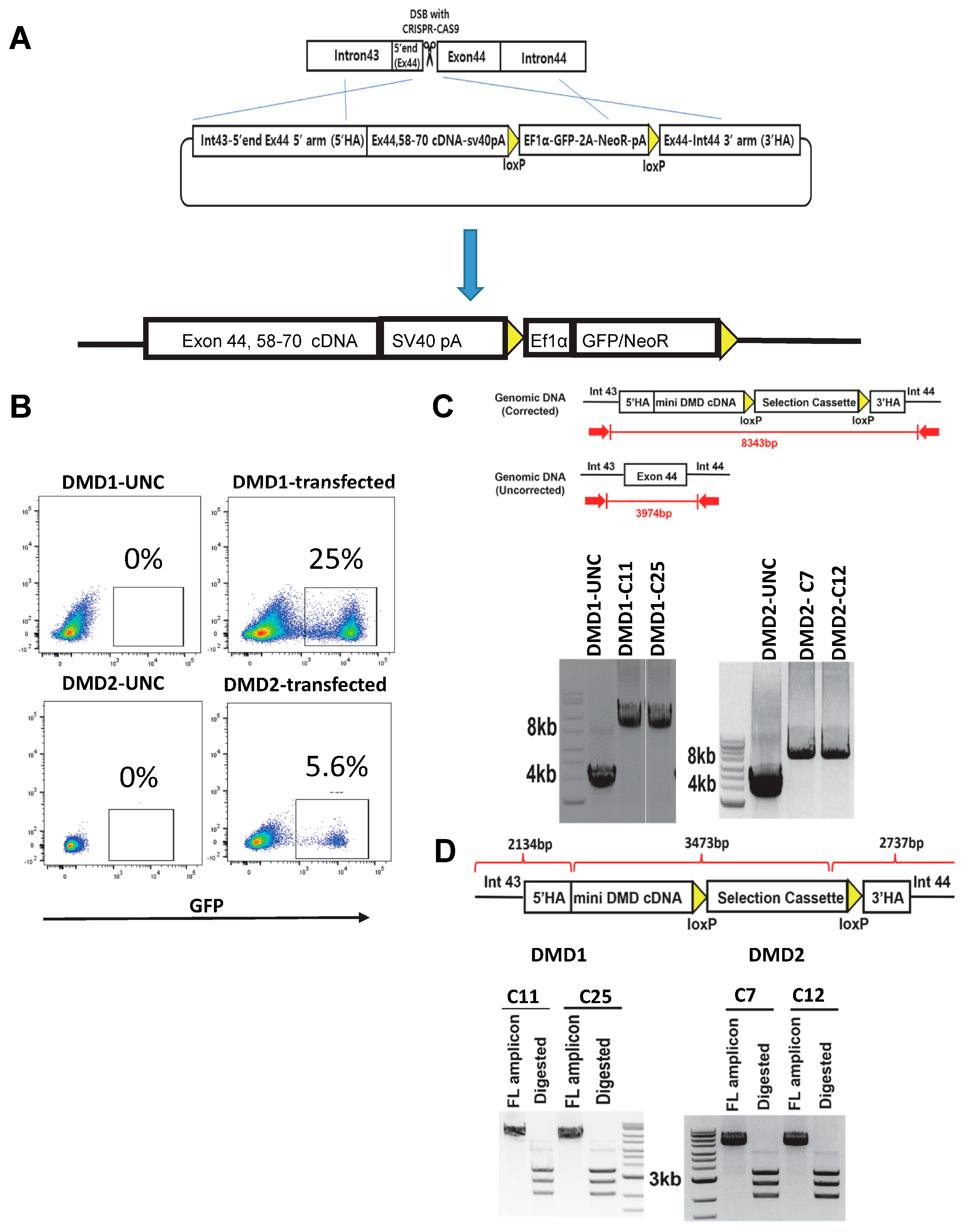 Cells 13 00972 g003 Cells 13 00972 g003