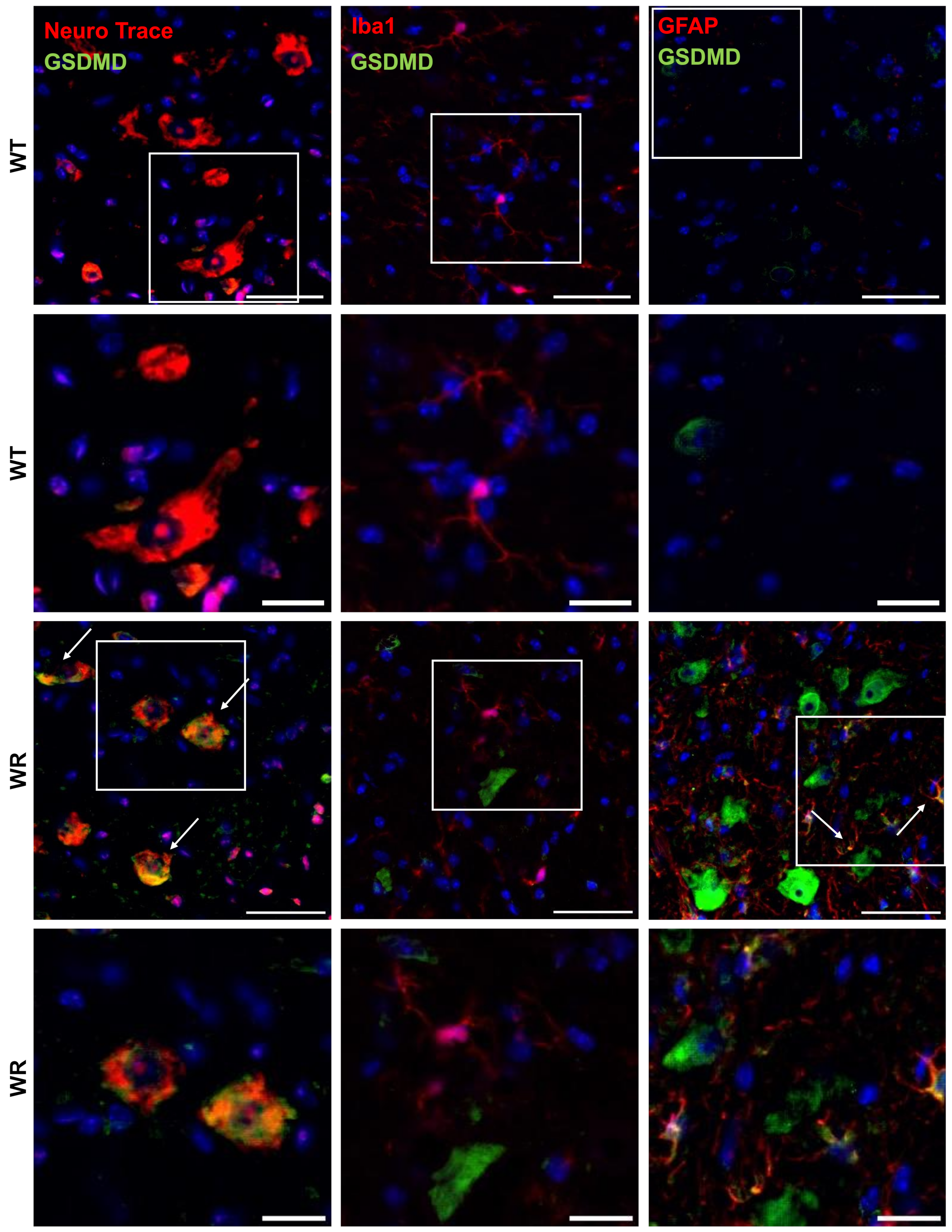 Cells 13 00995 g005