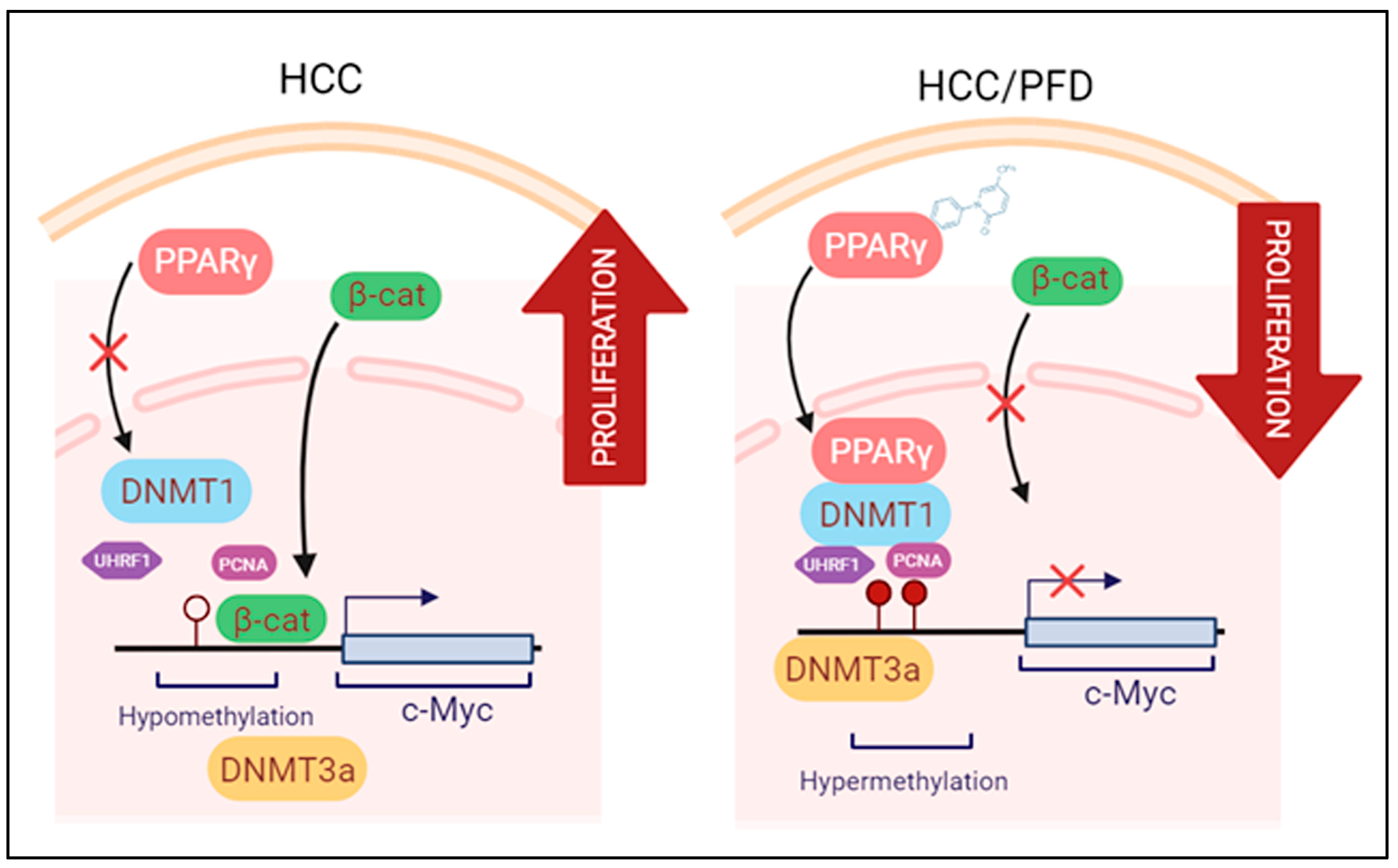 Cells 13 01013 g007 Cells 13 01013 g007
