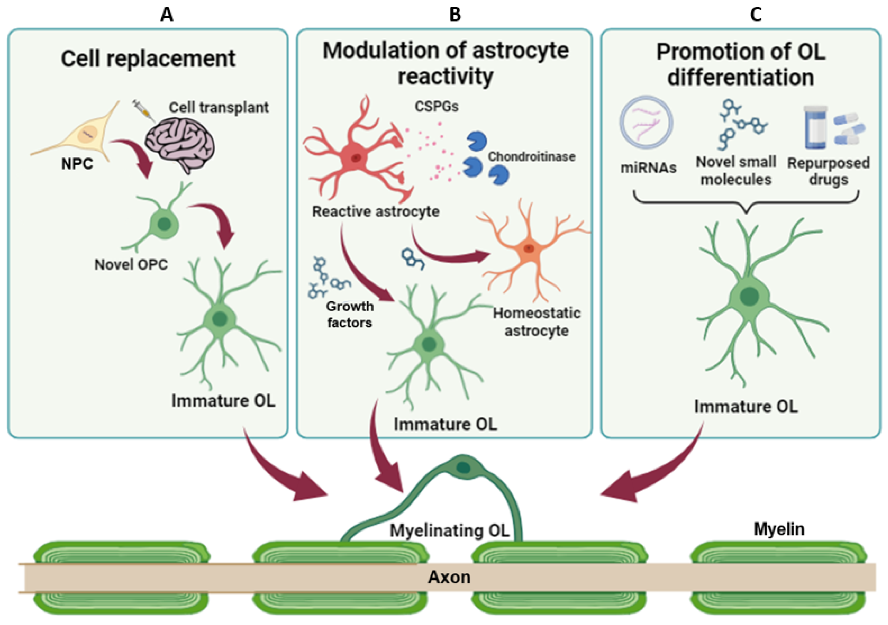 Cells | Free Full-Text | Oligodendrocyte Progenitors in Glial Scar: A ...