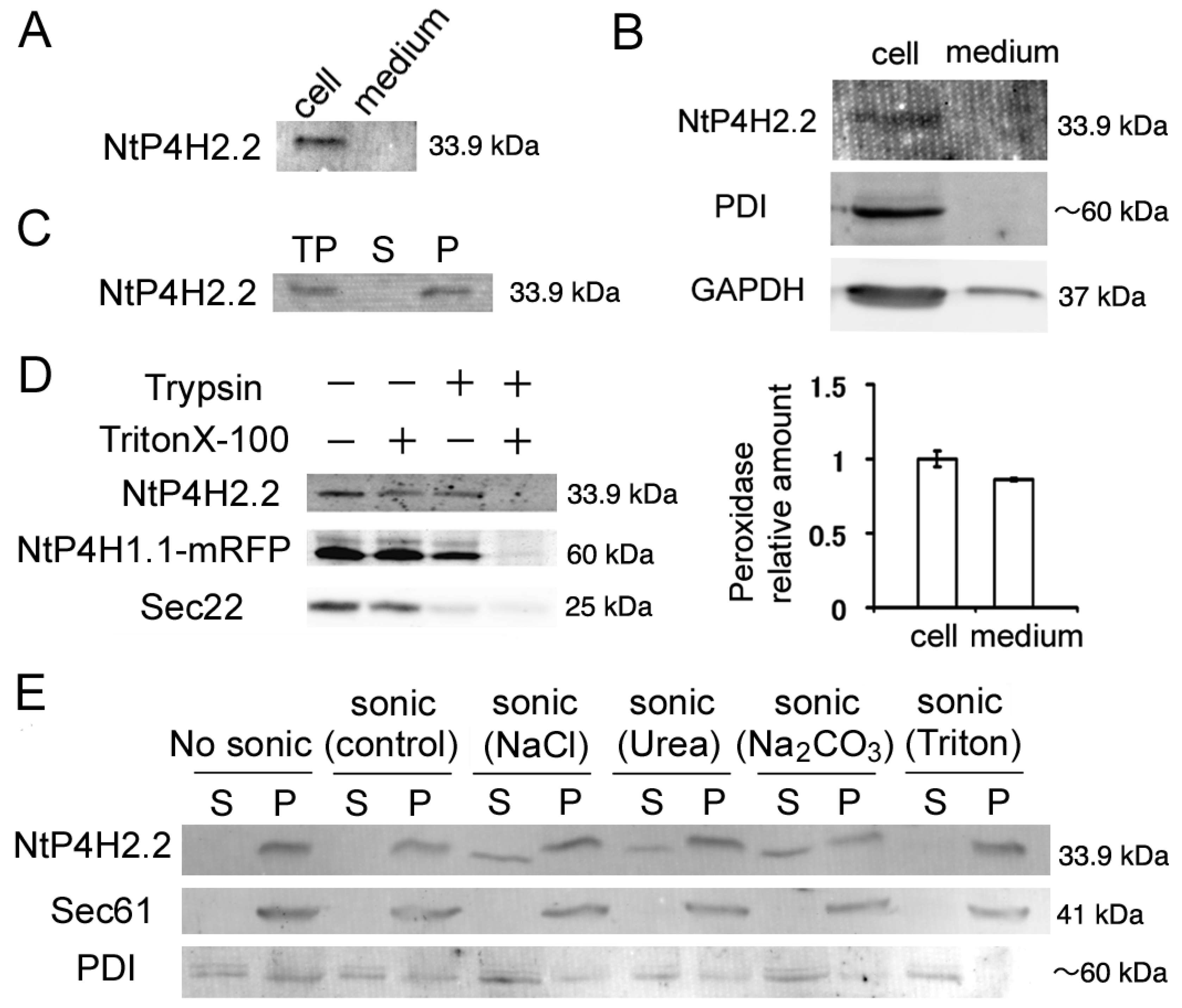 Cells 13 01170 g001 Cells 13 01170 g001