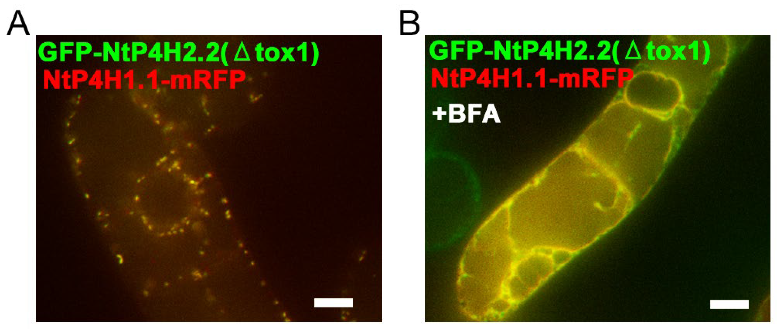 Cells 13 01170 g008 Cells 13 01170 g008