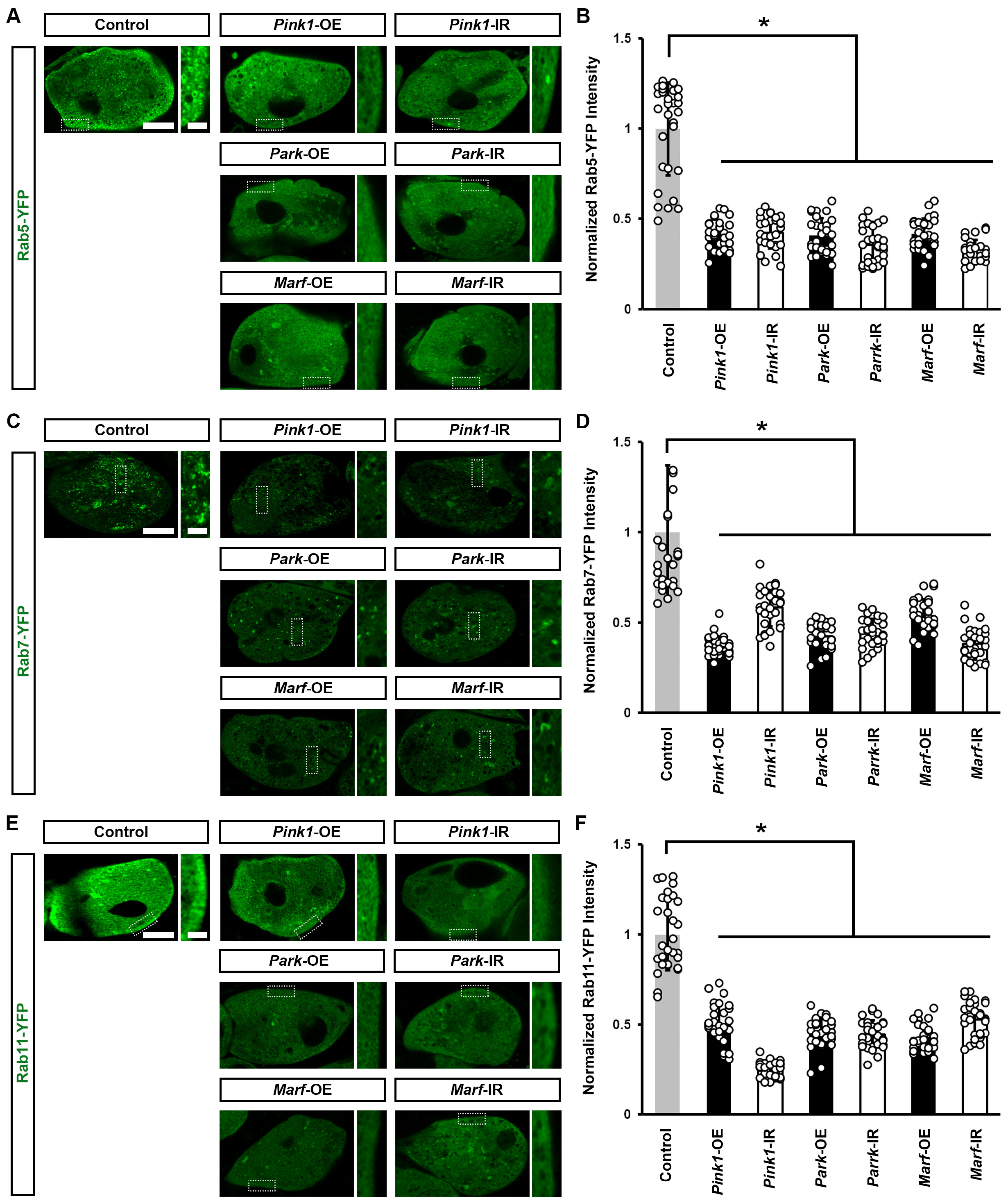 Cells 13 01253 g005