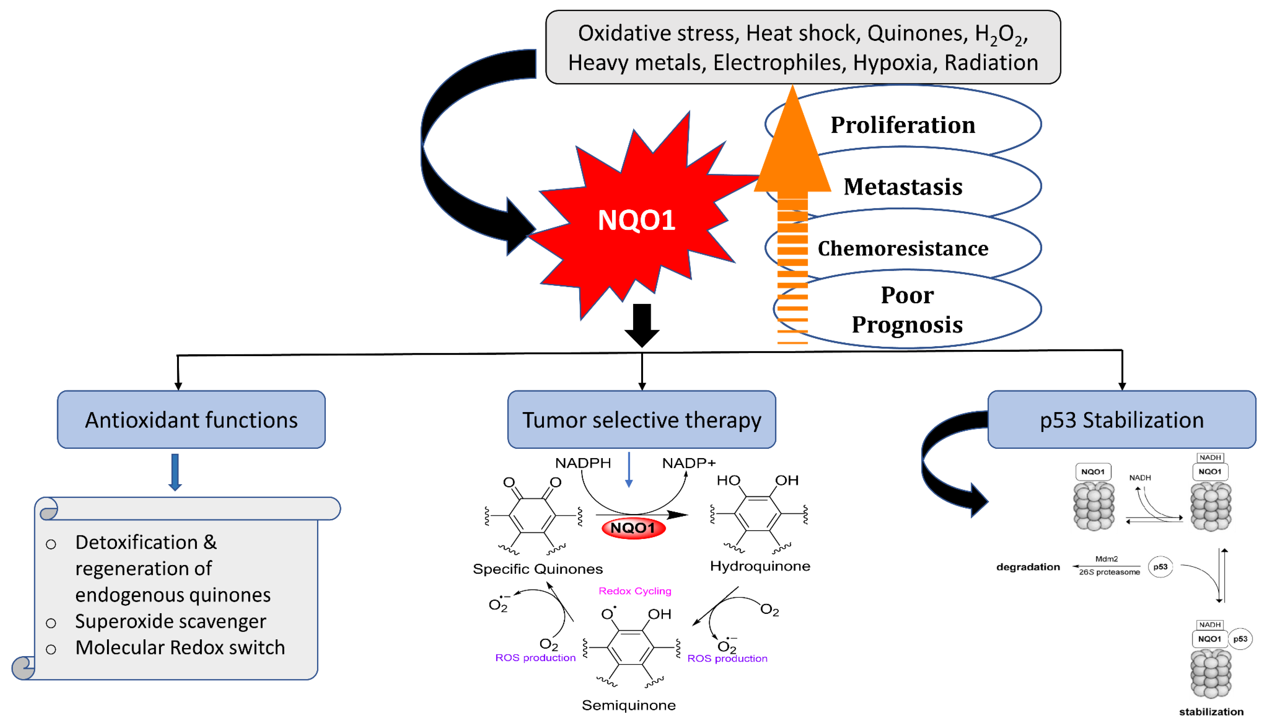Cells 13 01272 g002 Cells 13 01272 g002