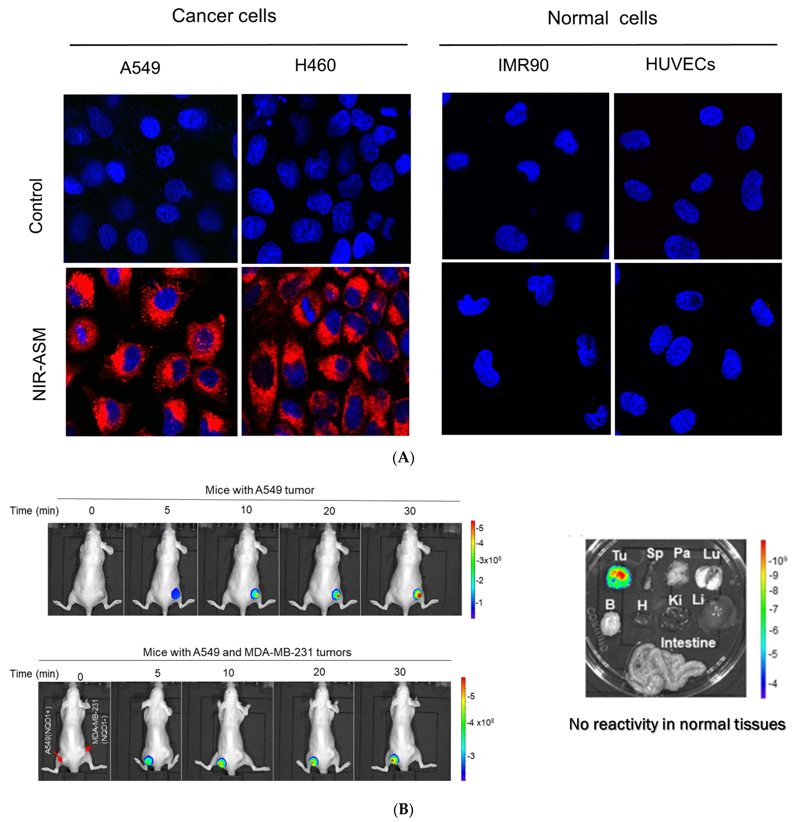 Cells 13 01272 g012 Cells 13 01272 g012