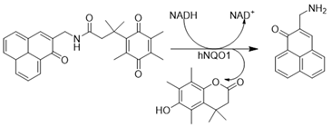Cells 13 01272 i037 Cells 13 01272 i037