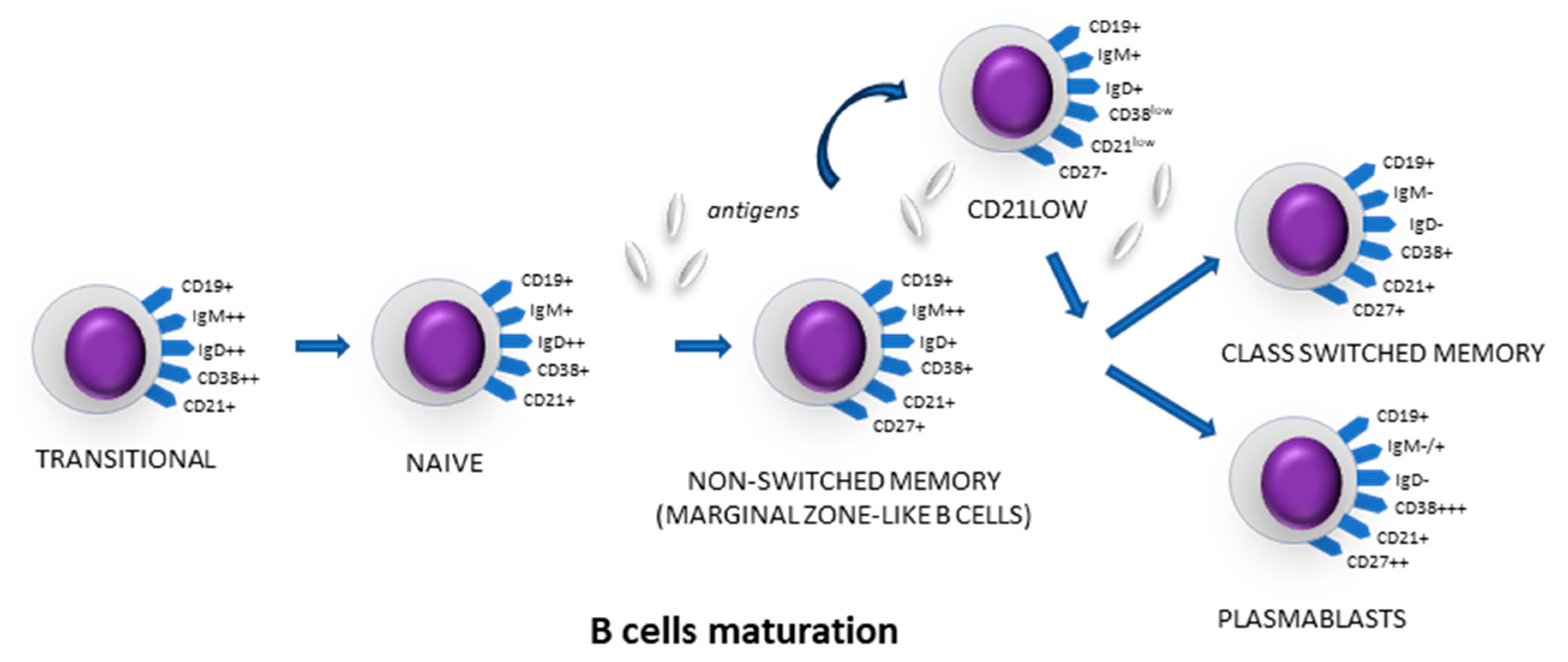 Cells 13 01274 g001
