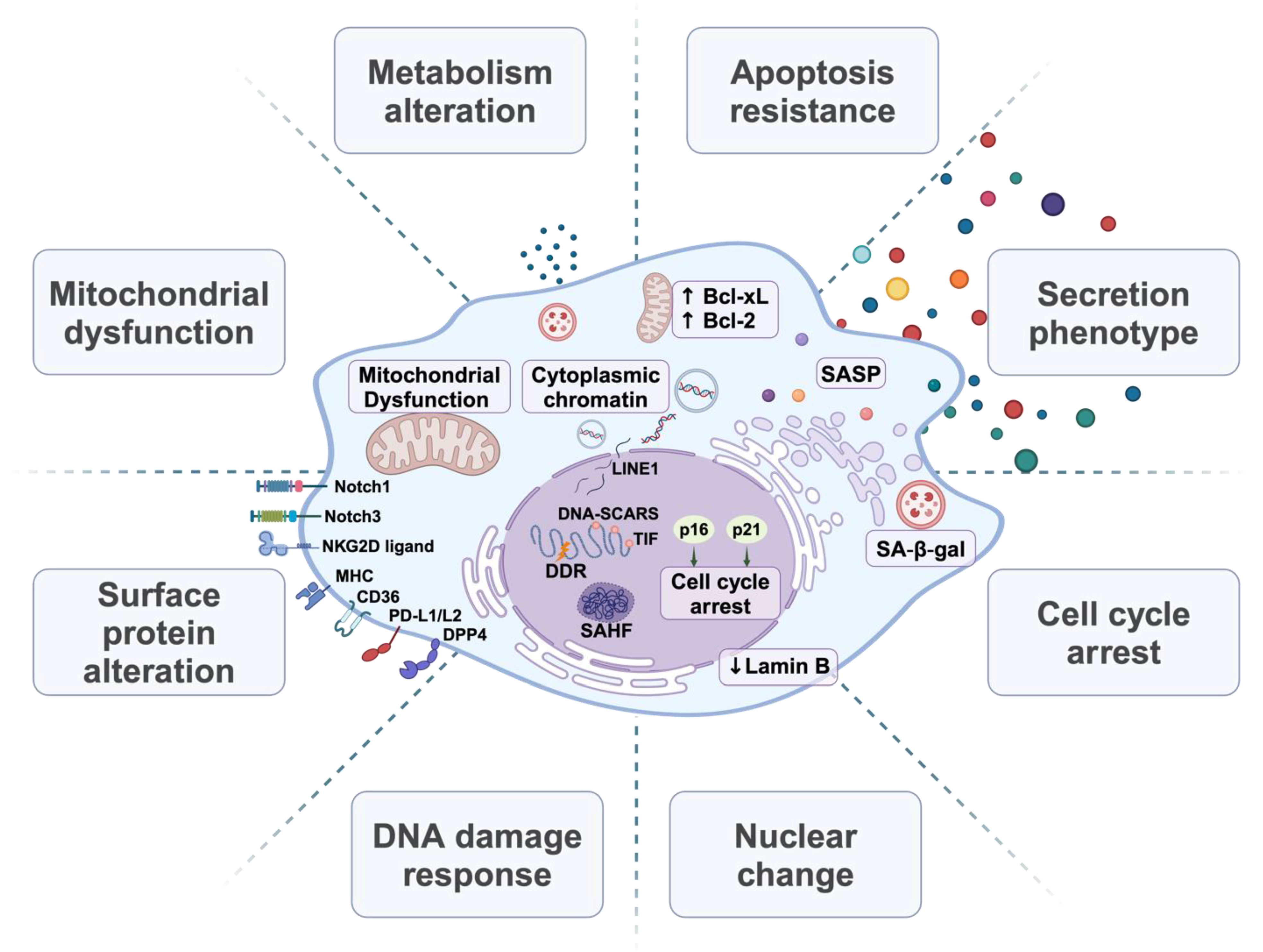 Cells 13 01281 g001 Cells 13 01281 g001