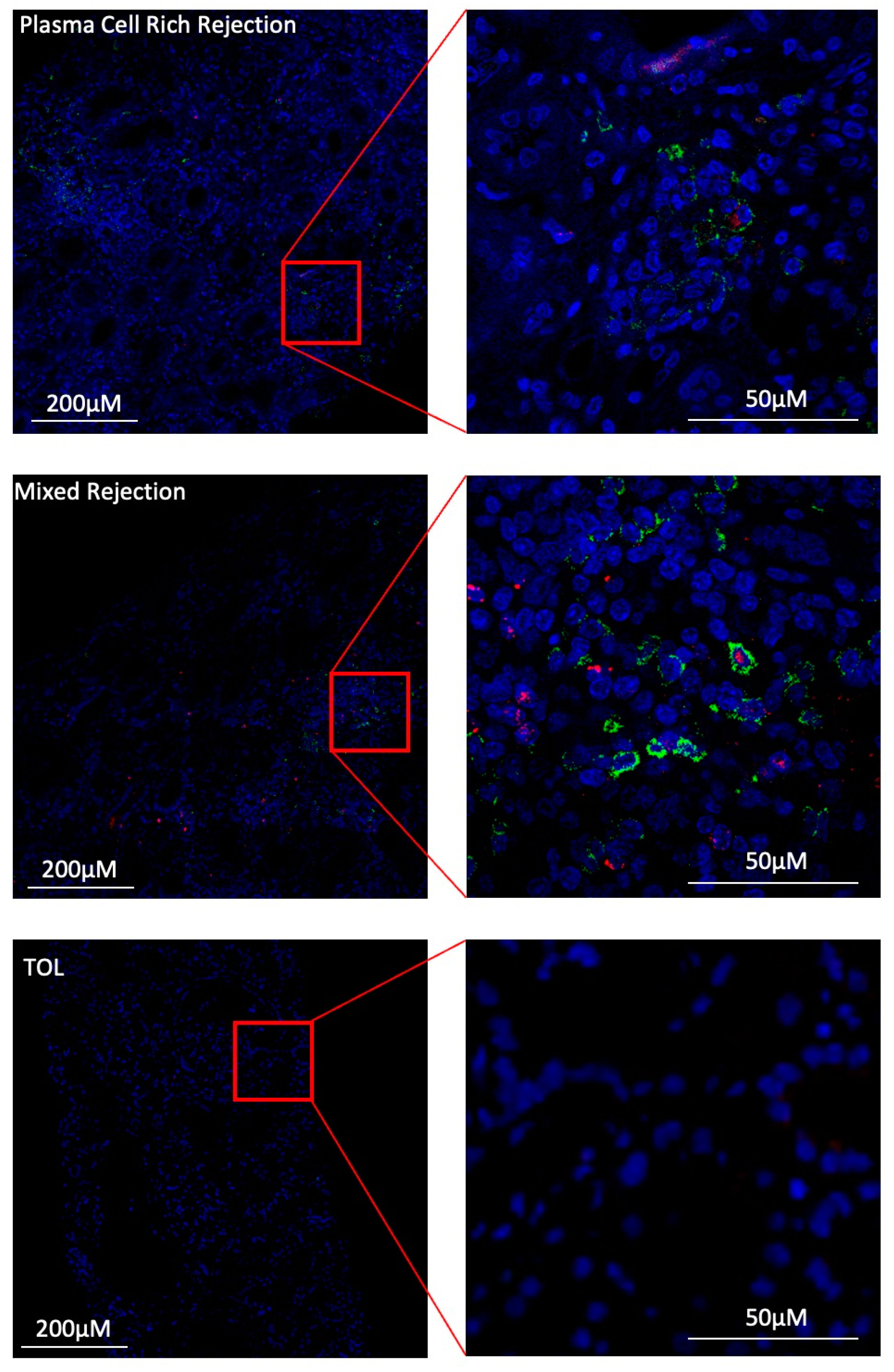 Cells 13 01287 g010a
