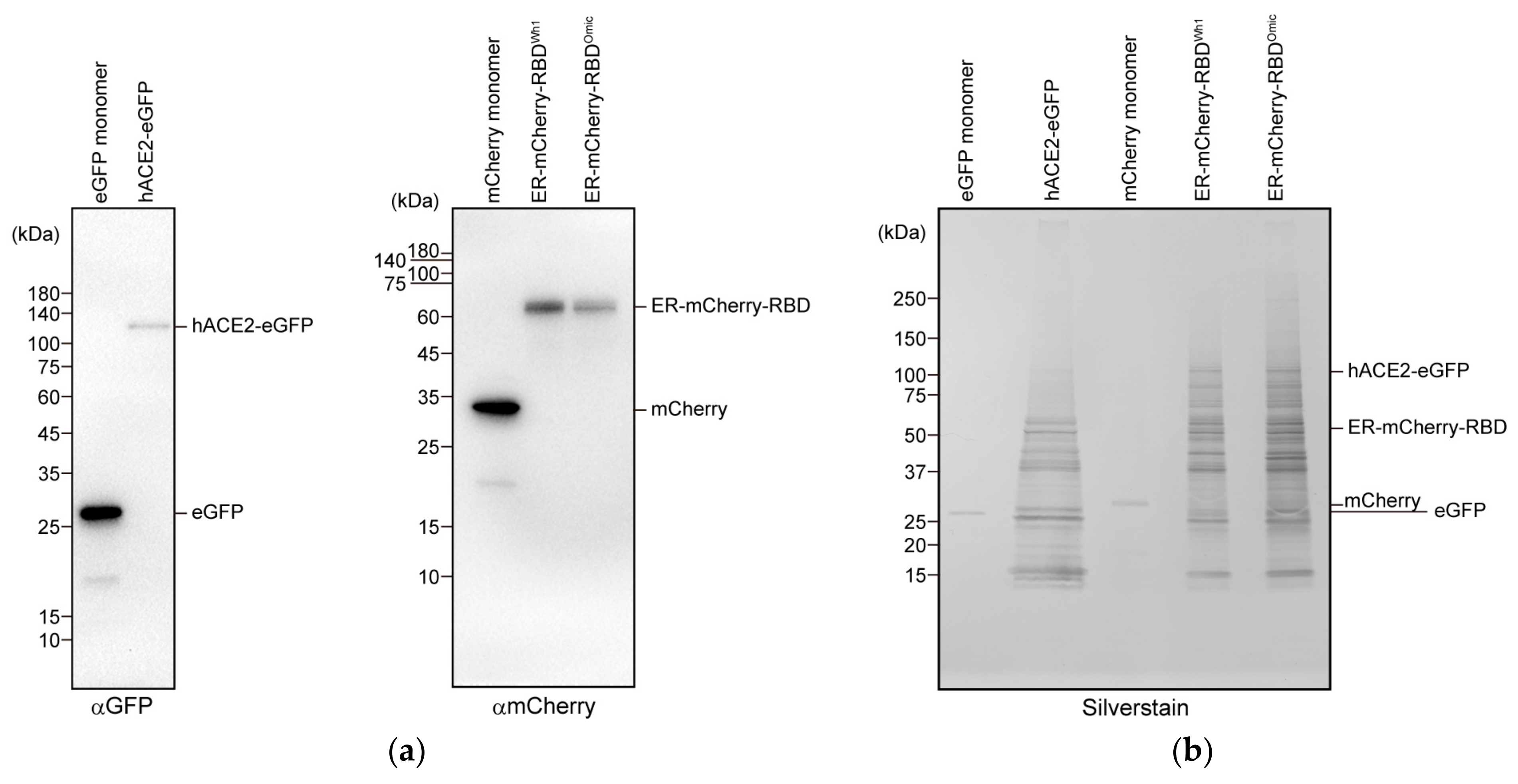 Cells 13 01318 g001a