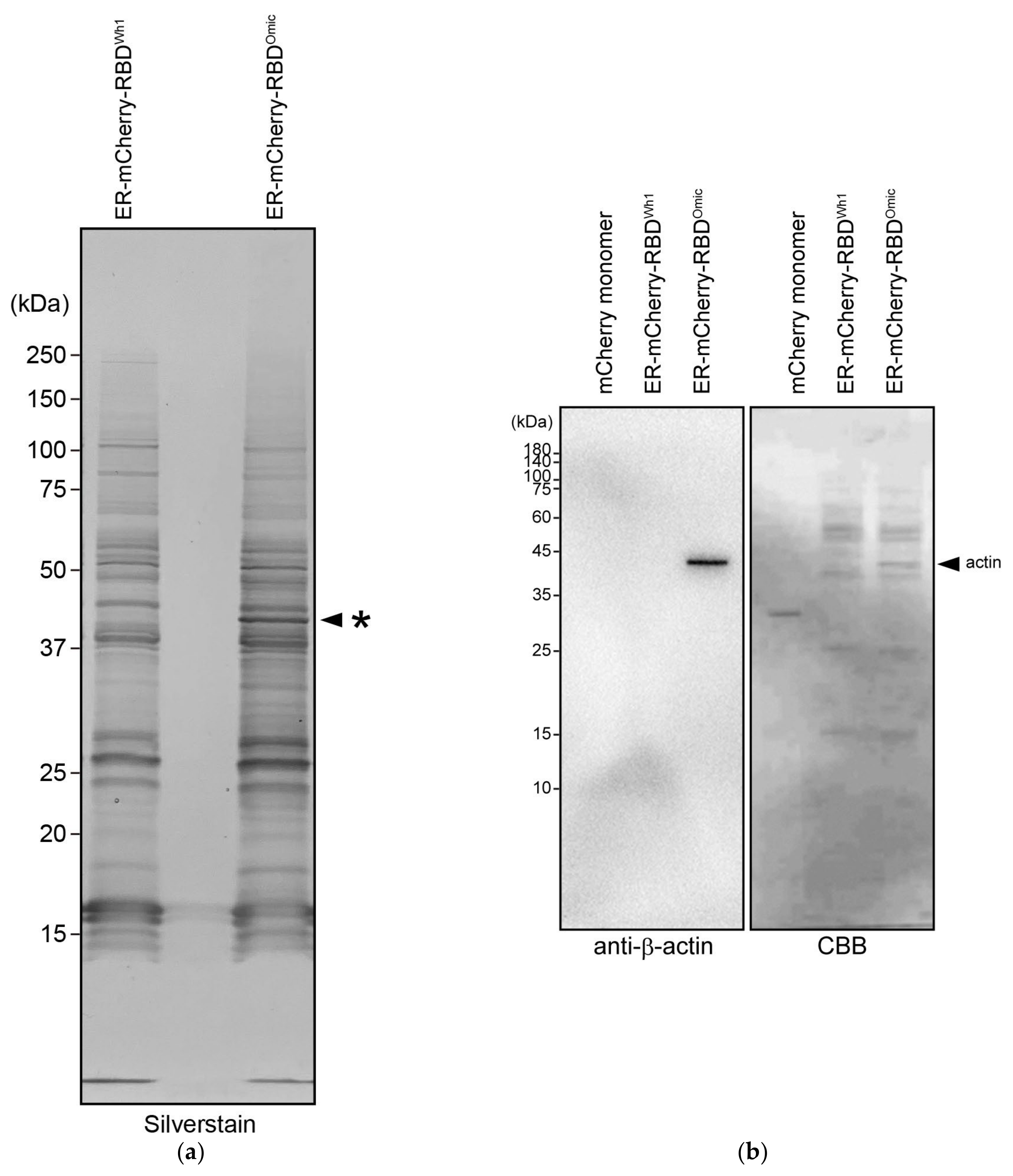 Cells 13 01318 g002a