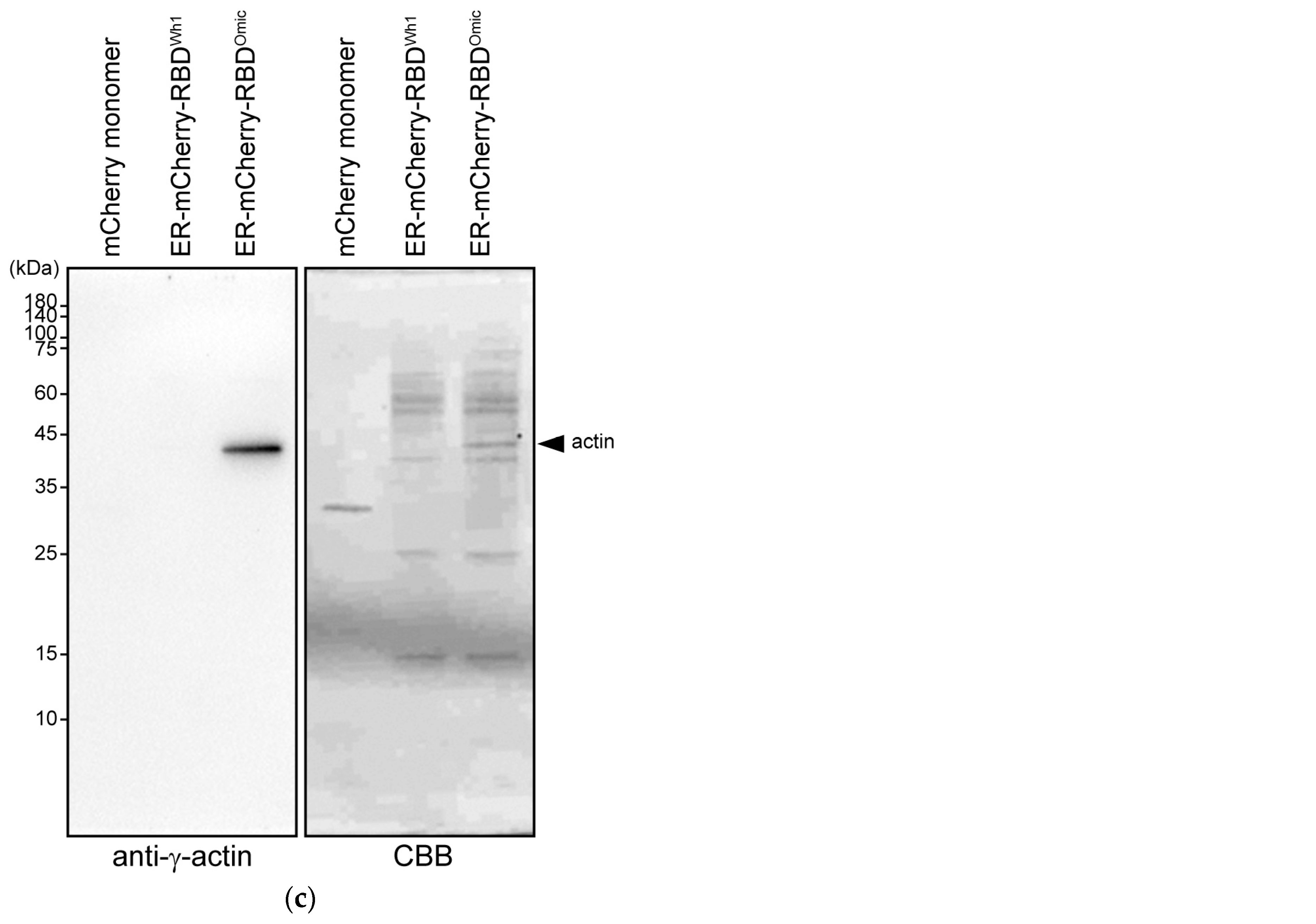 Cells 13 01318 g002b