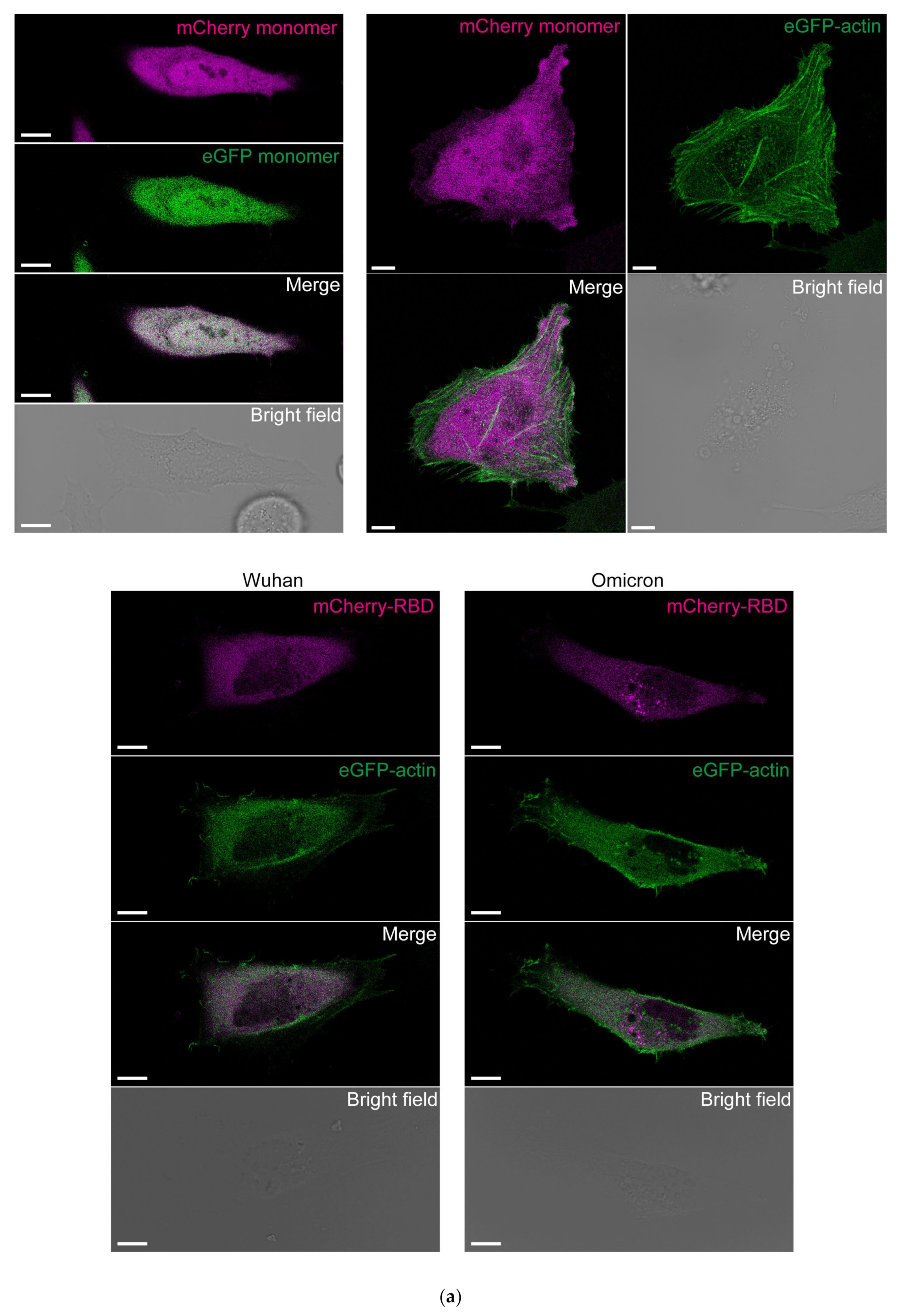 Cells 13 01318 g003a