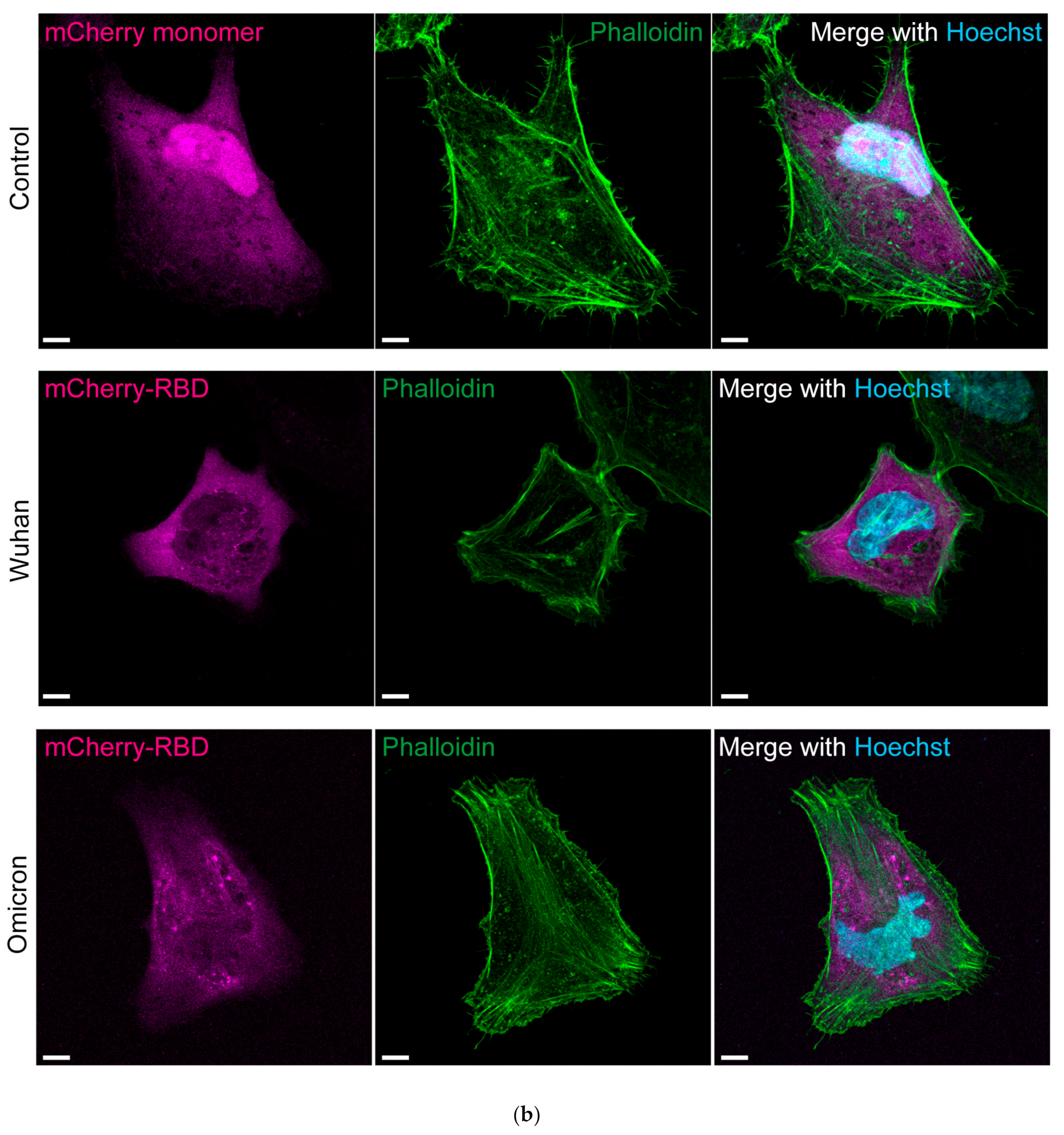 Cells 13 01318 g003b
