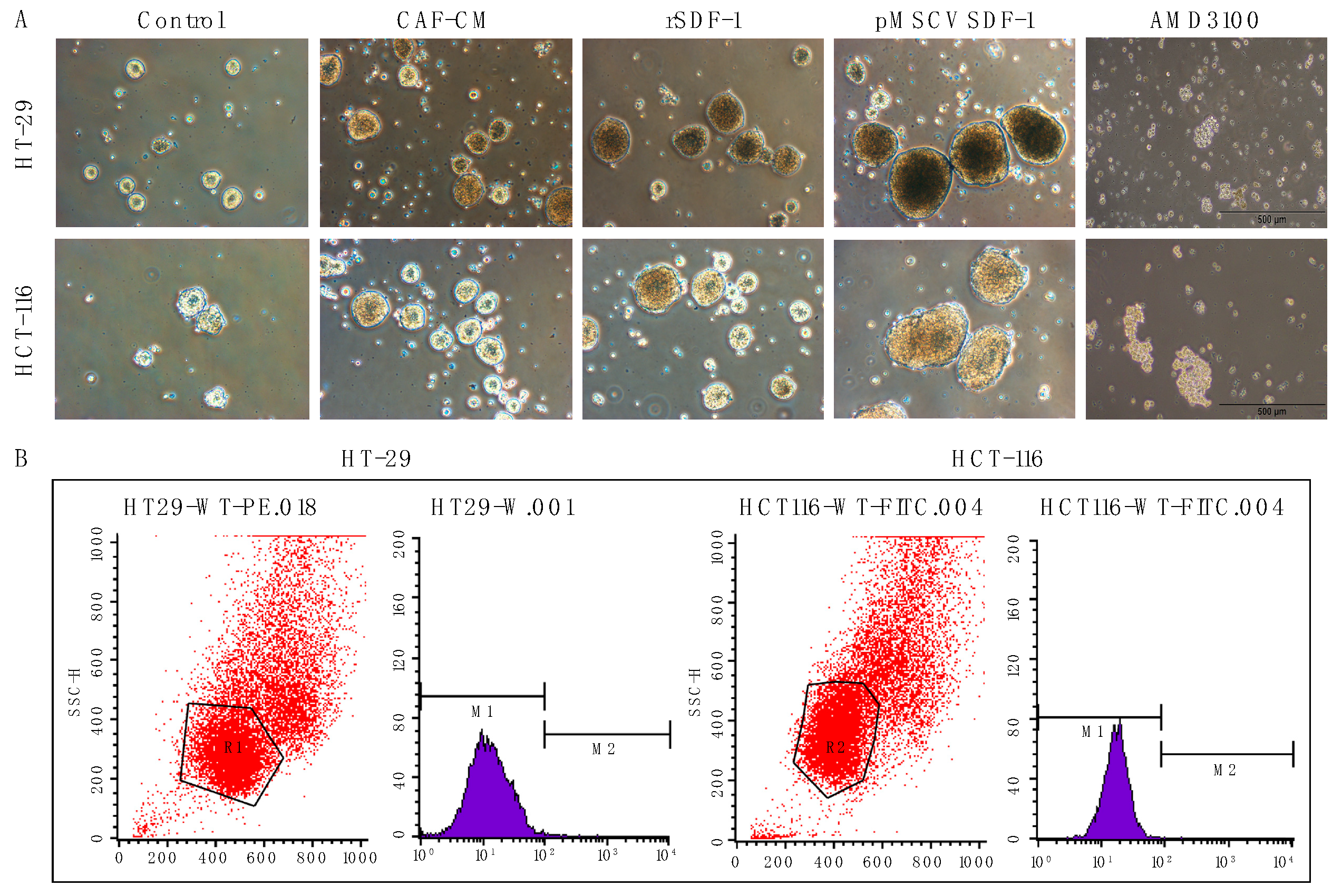 Cells 13 01334 g004a
