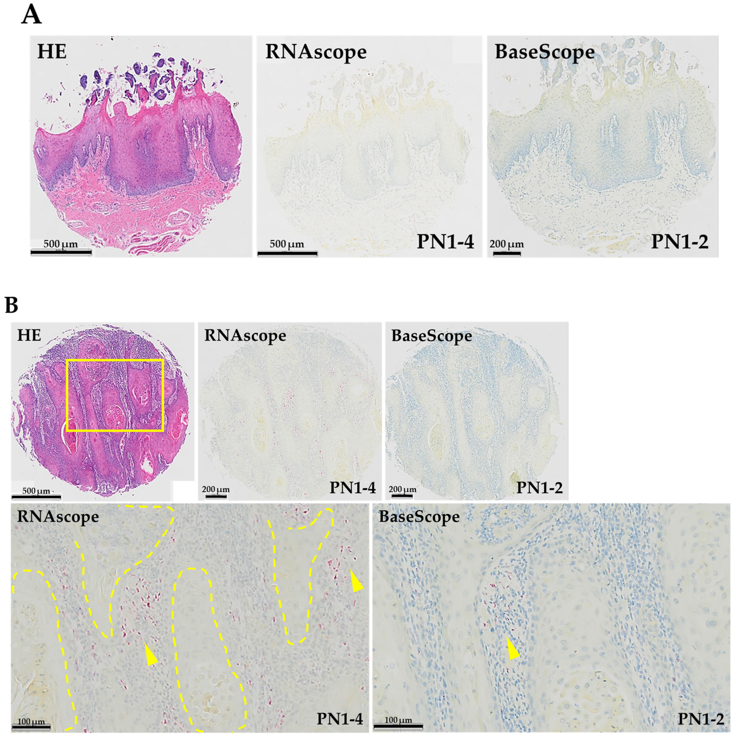 Cells 13 01341 g002a
