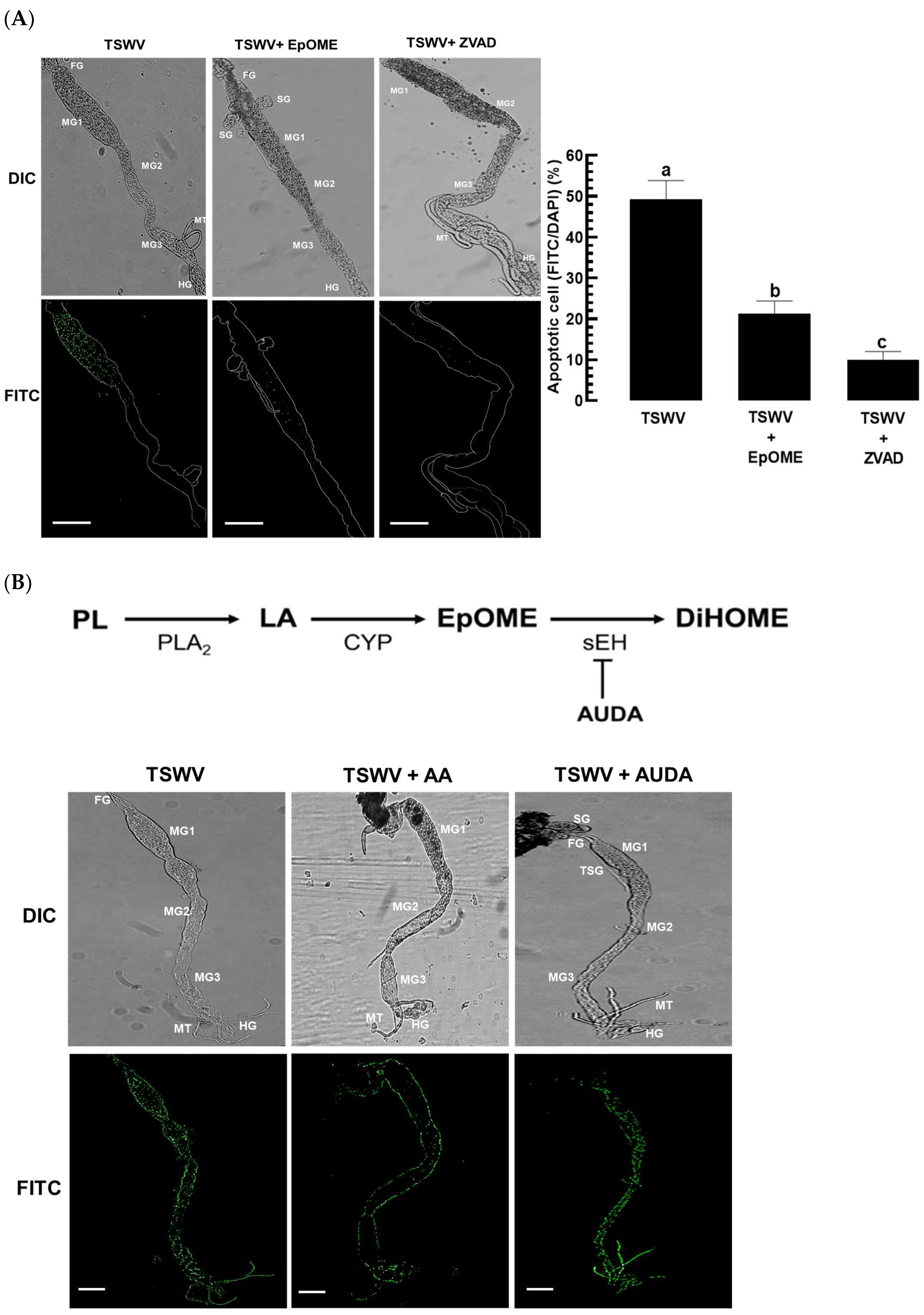 Cells 13 01377 g002a