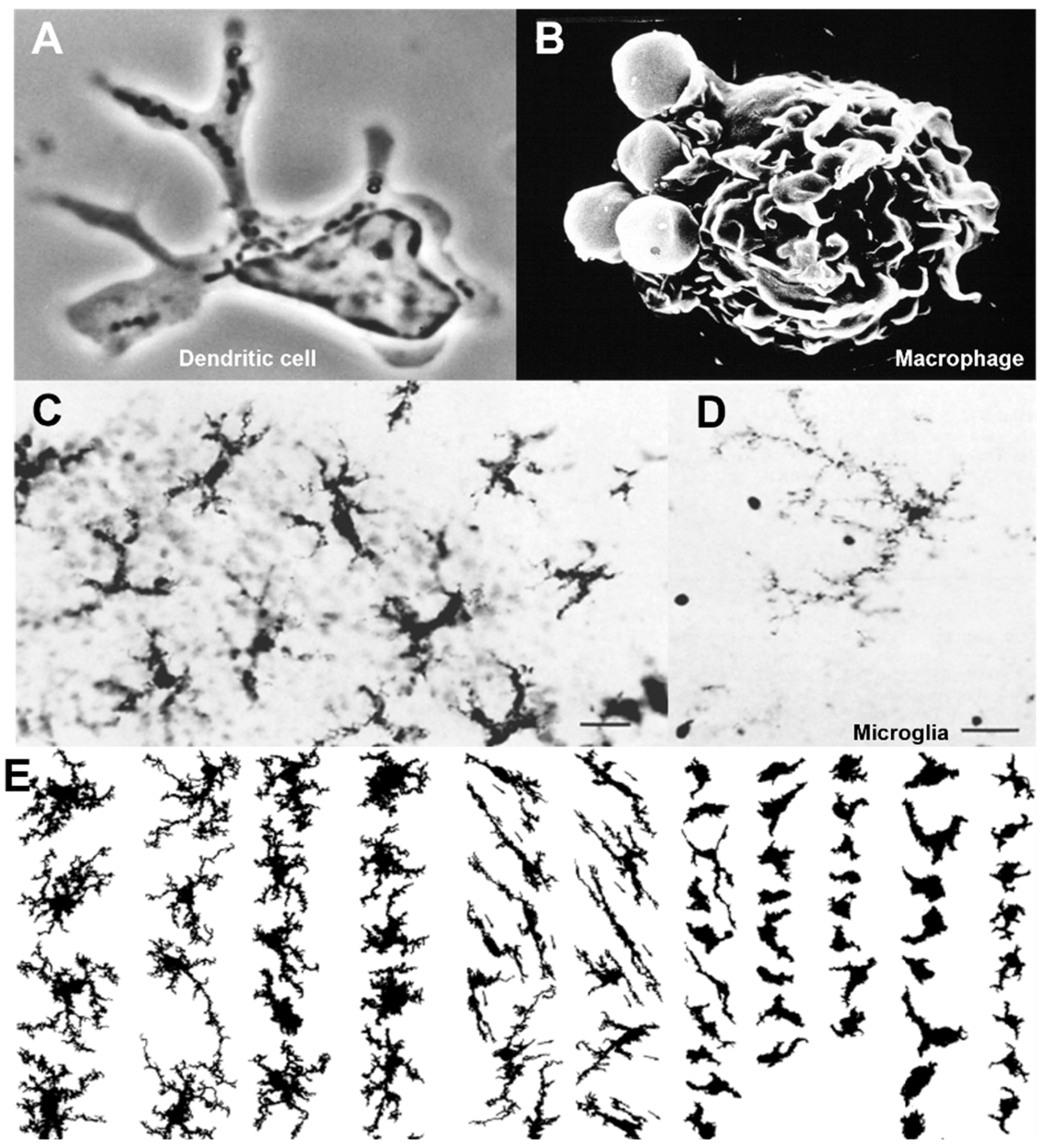Cells 13 01378 g004 Cells 13 01378 g004