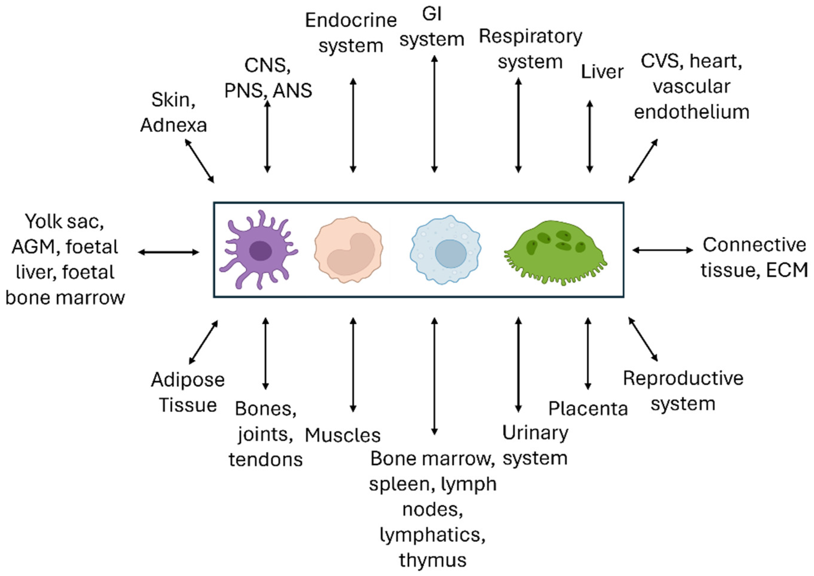 Cells 13 01378 g008 Cells 13 01378 g008