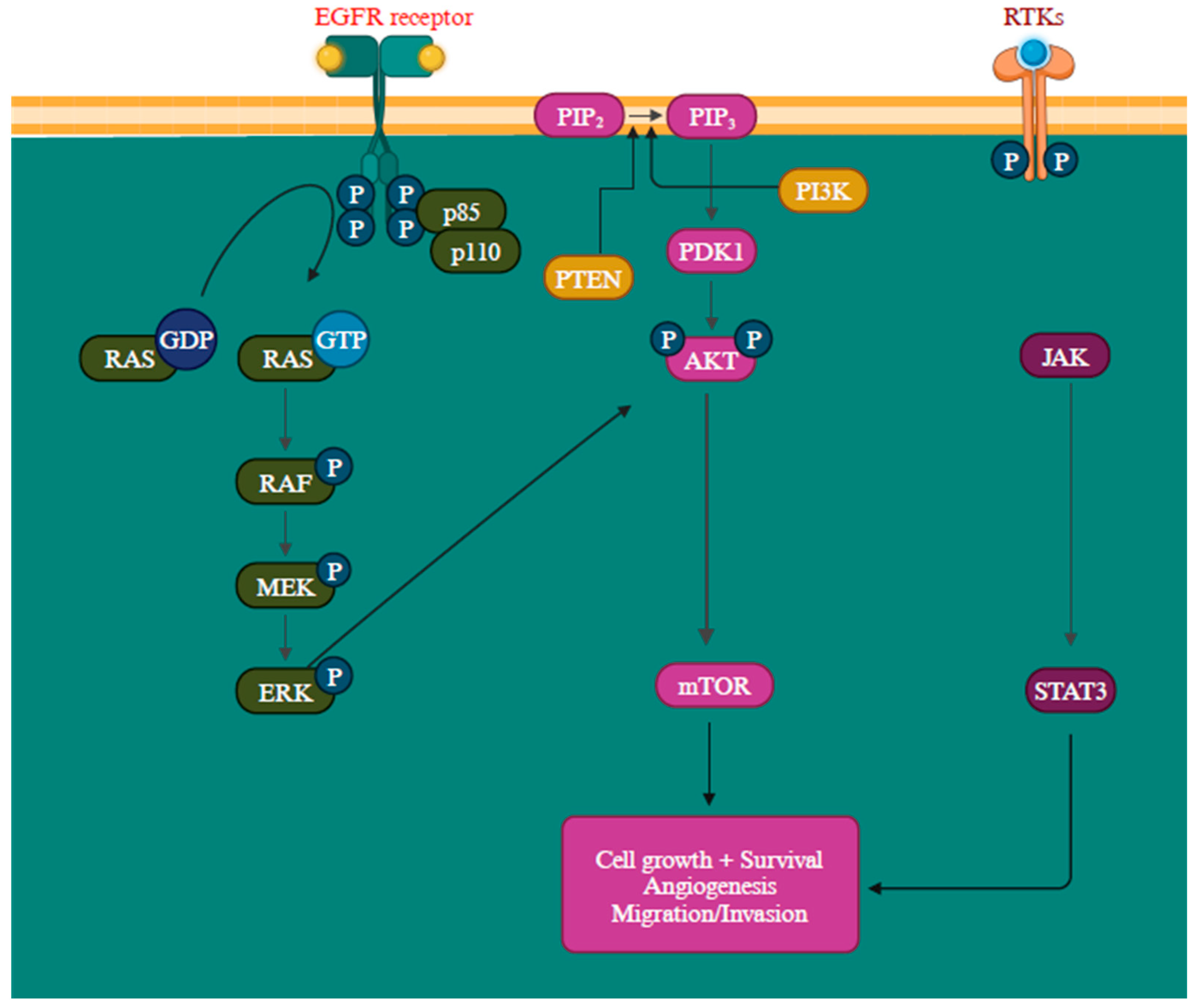 Cells 13 01383 g004 Cells 13 01383 g004