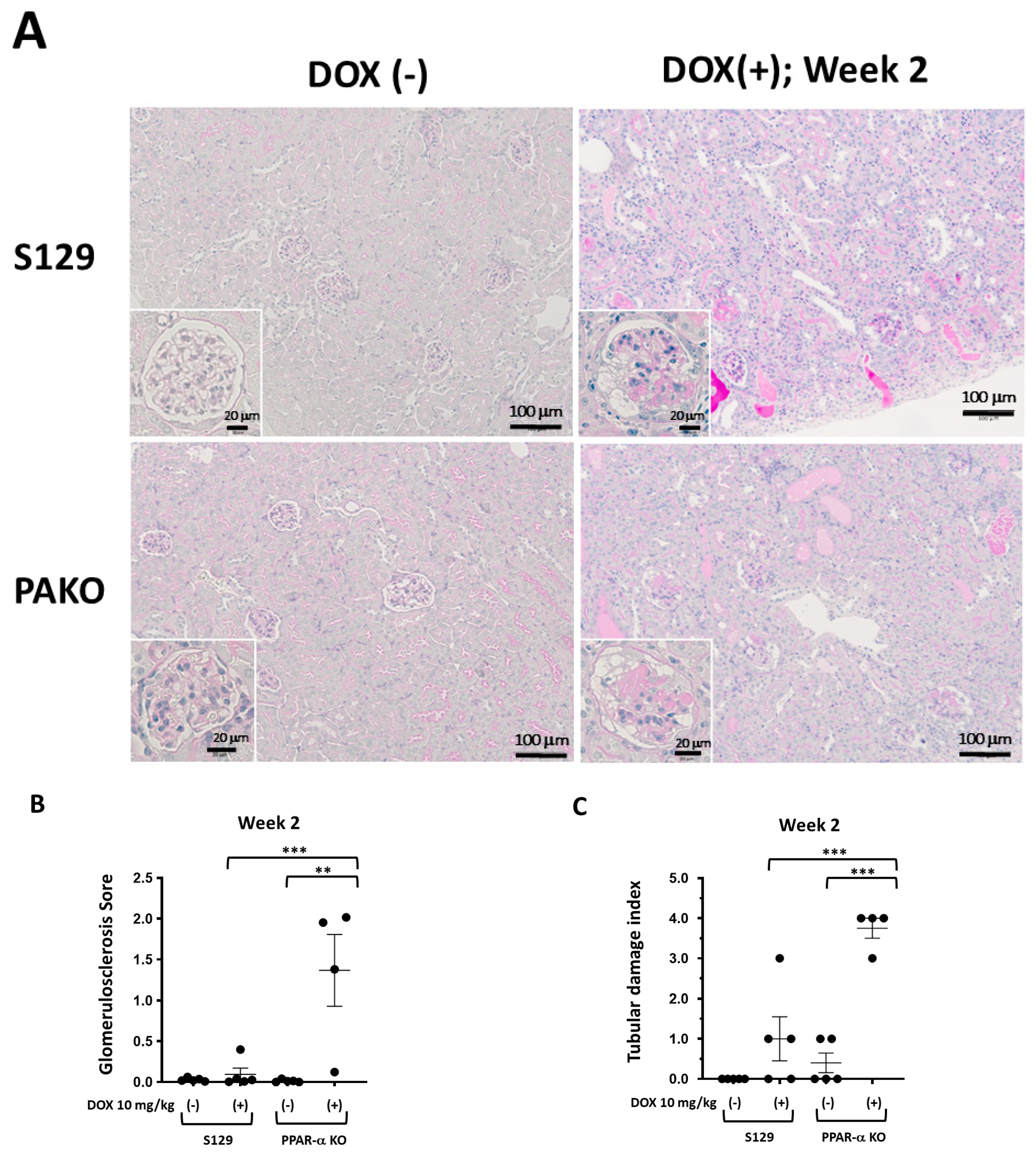 Cells 13 01446 g004a