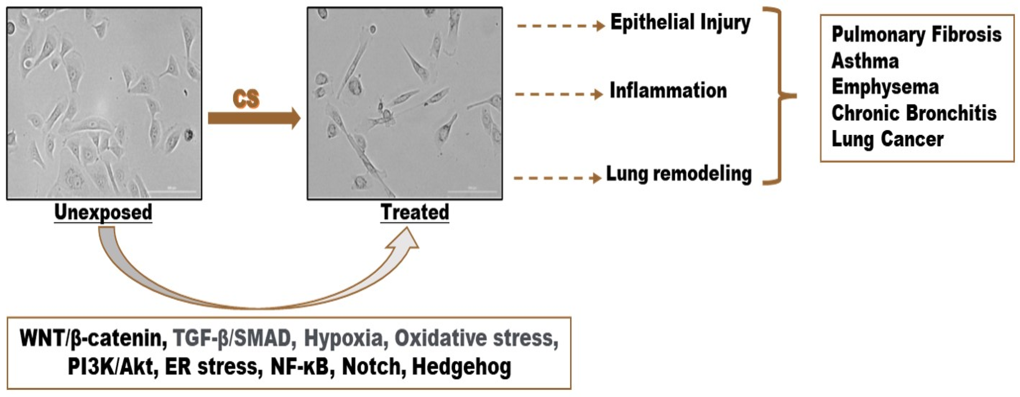 Cells 13 01453 g001 Cells 13 01453 g001