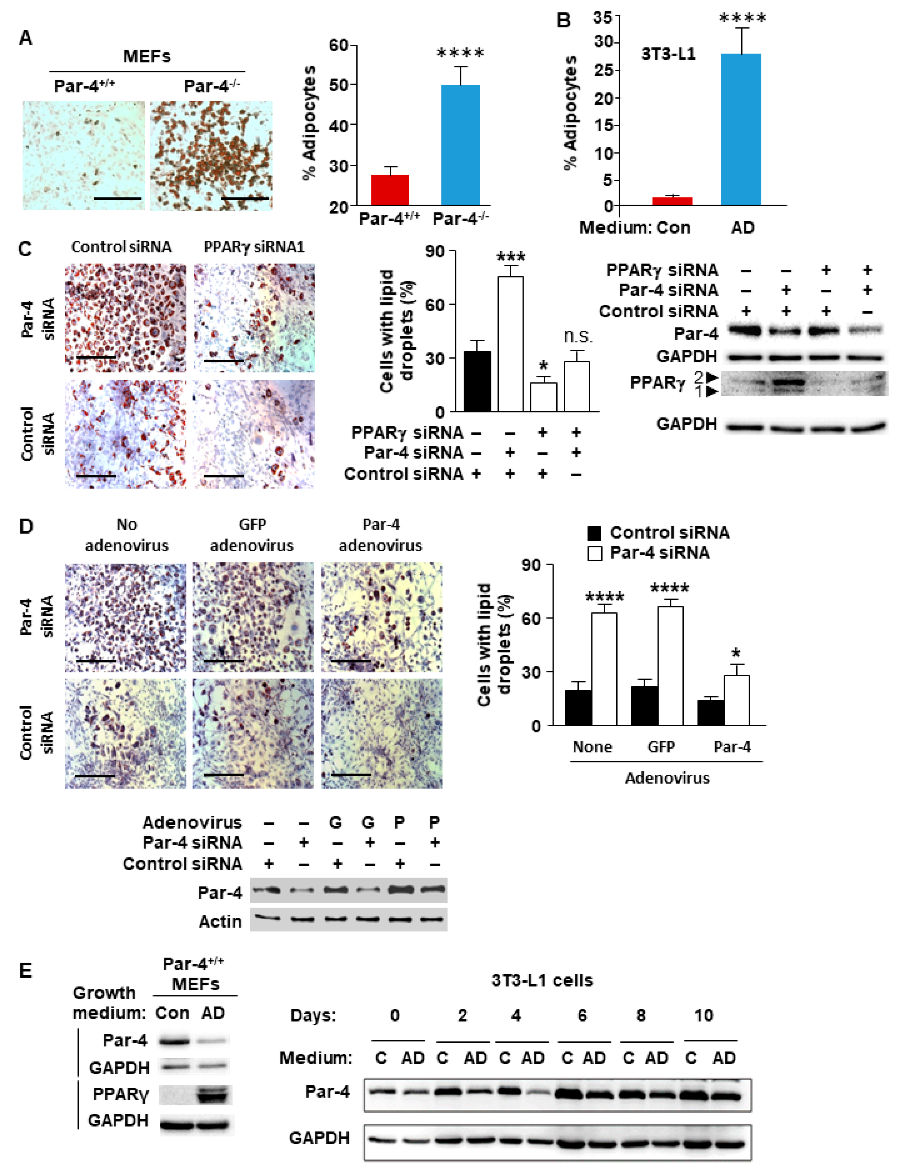 Cells 13 01495 g001 Cells 13 01495 g001