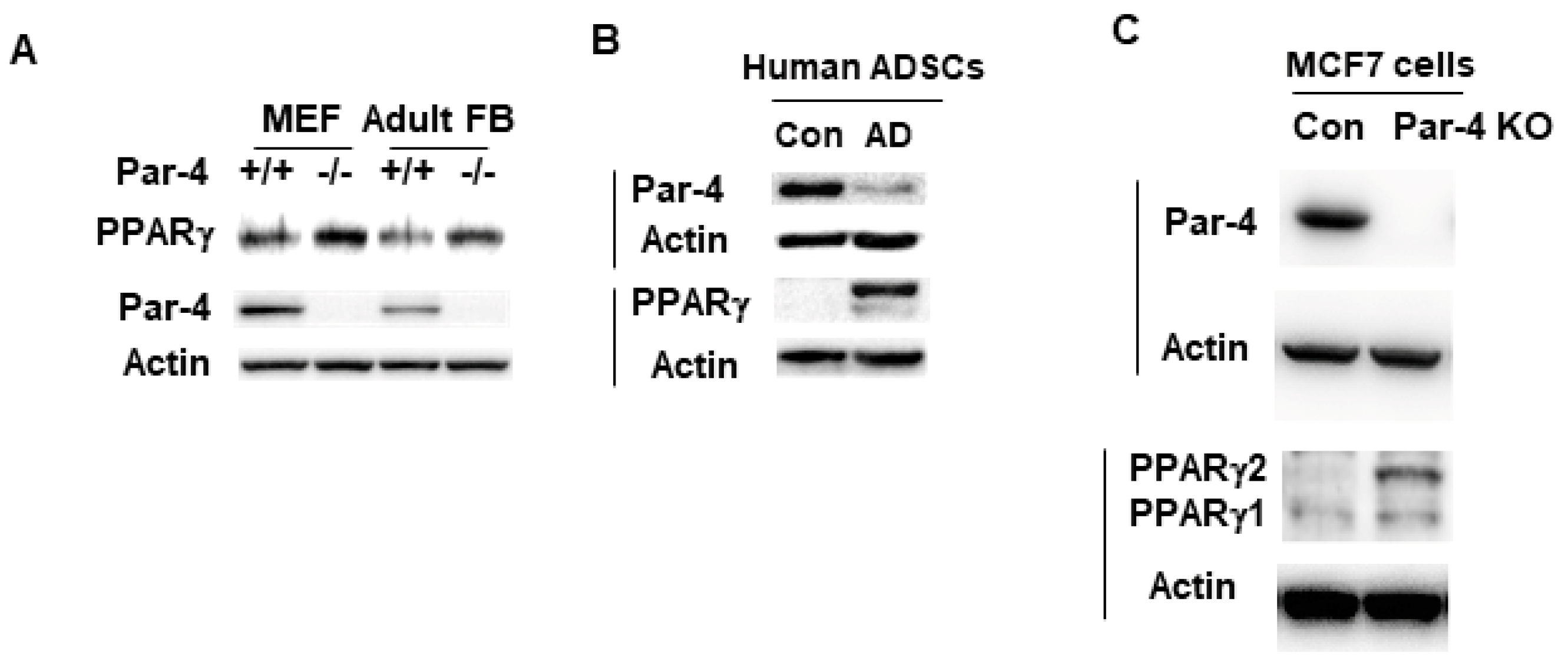 Cells 13 01495 g002 Cells 13 01495 g002