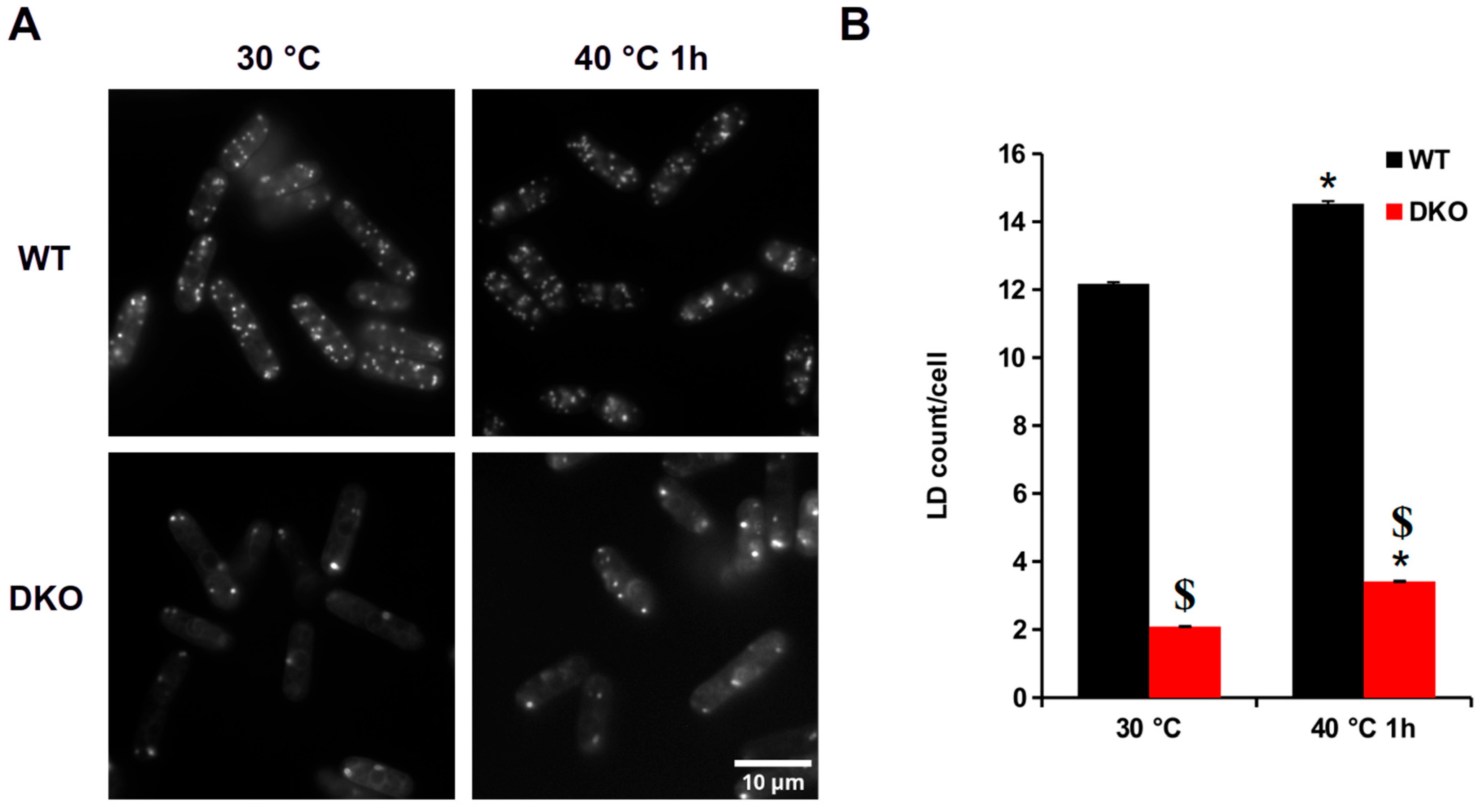 Cells 13 01543 g001 Cells 13 01543 g001