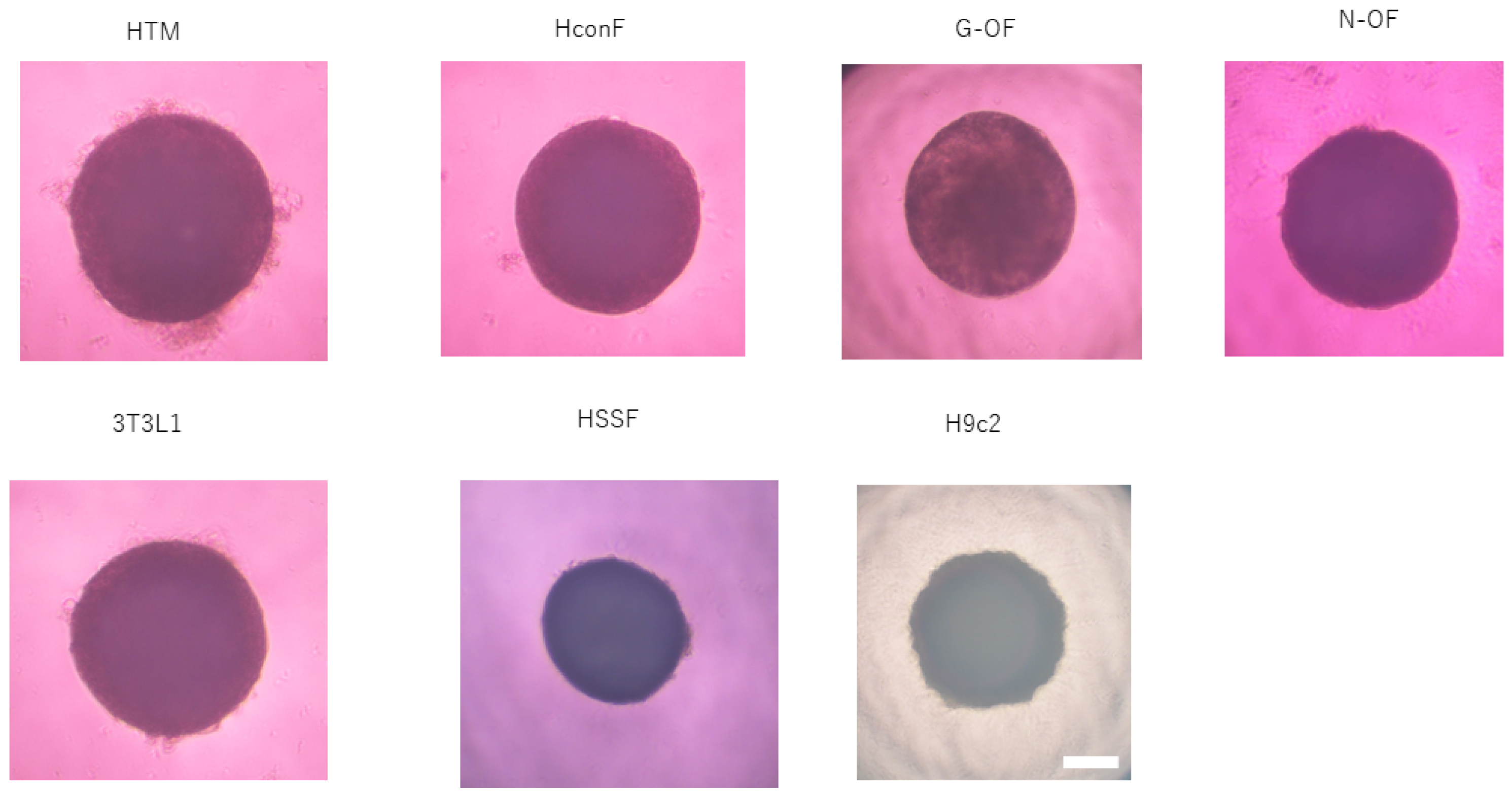 Cells 13 01549 g006
