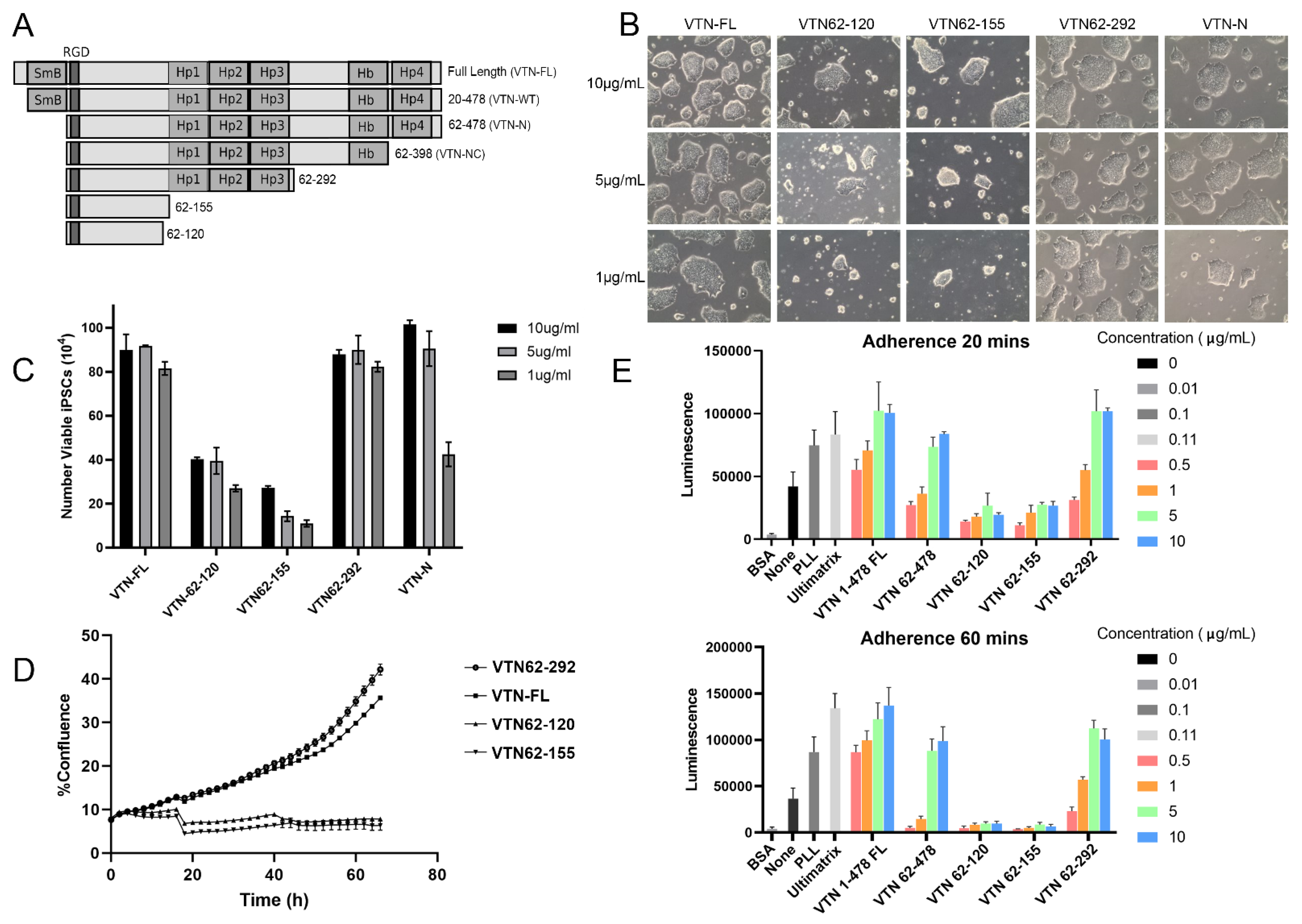 Cells 13 01566 g001 Cells 13 01566 g001