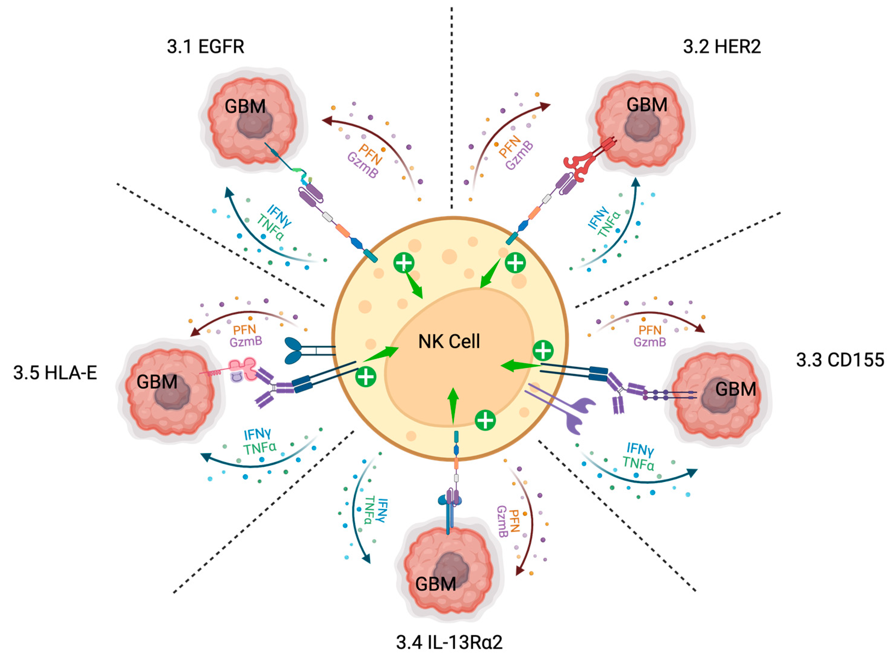 Cells 13 01567 g001 Cells 13 01567 g001
