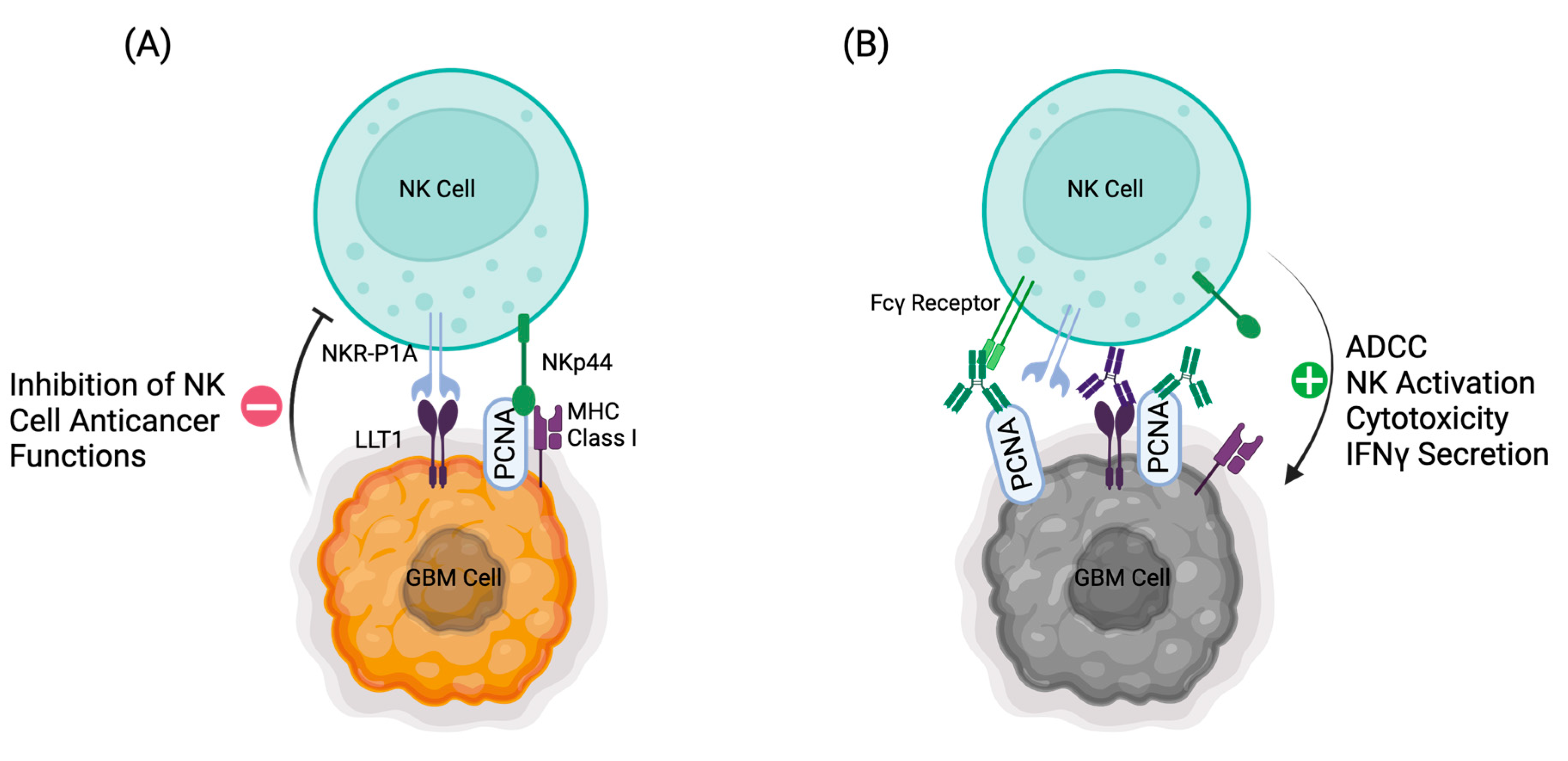 Cells 13 01567 g002 Cells 13 01567 g002