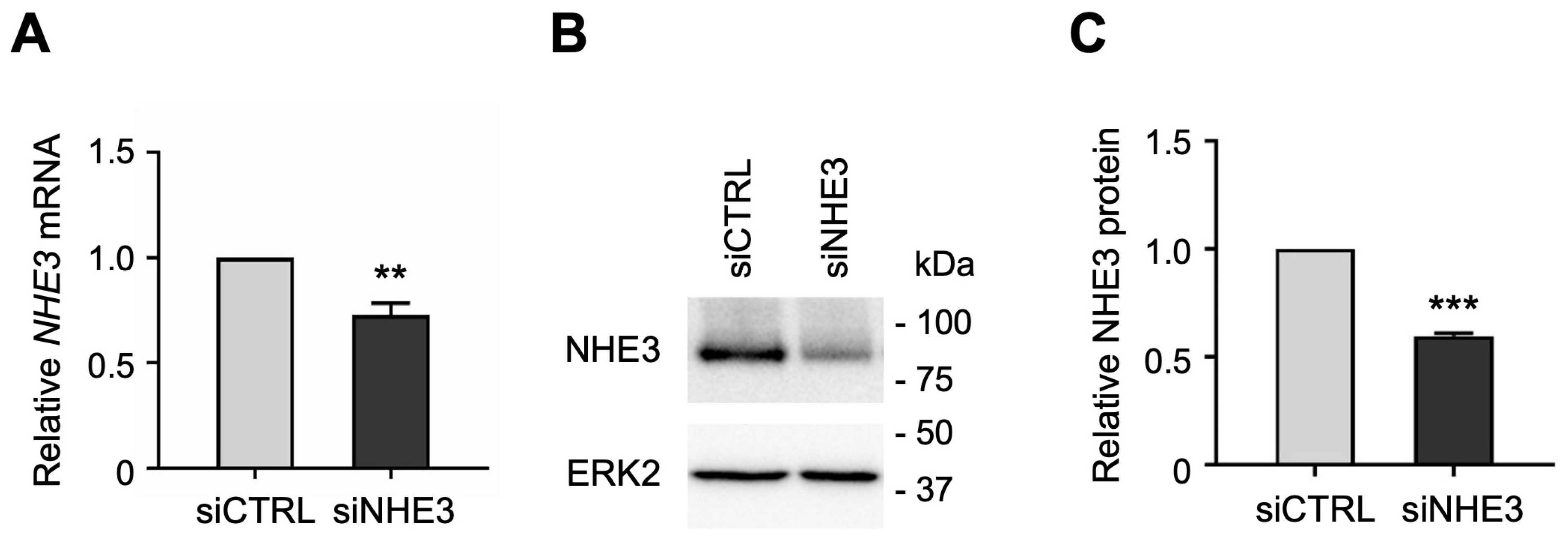 Cells 13 01623 g002 Cells 13 01623 g002