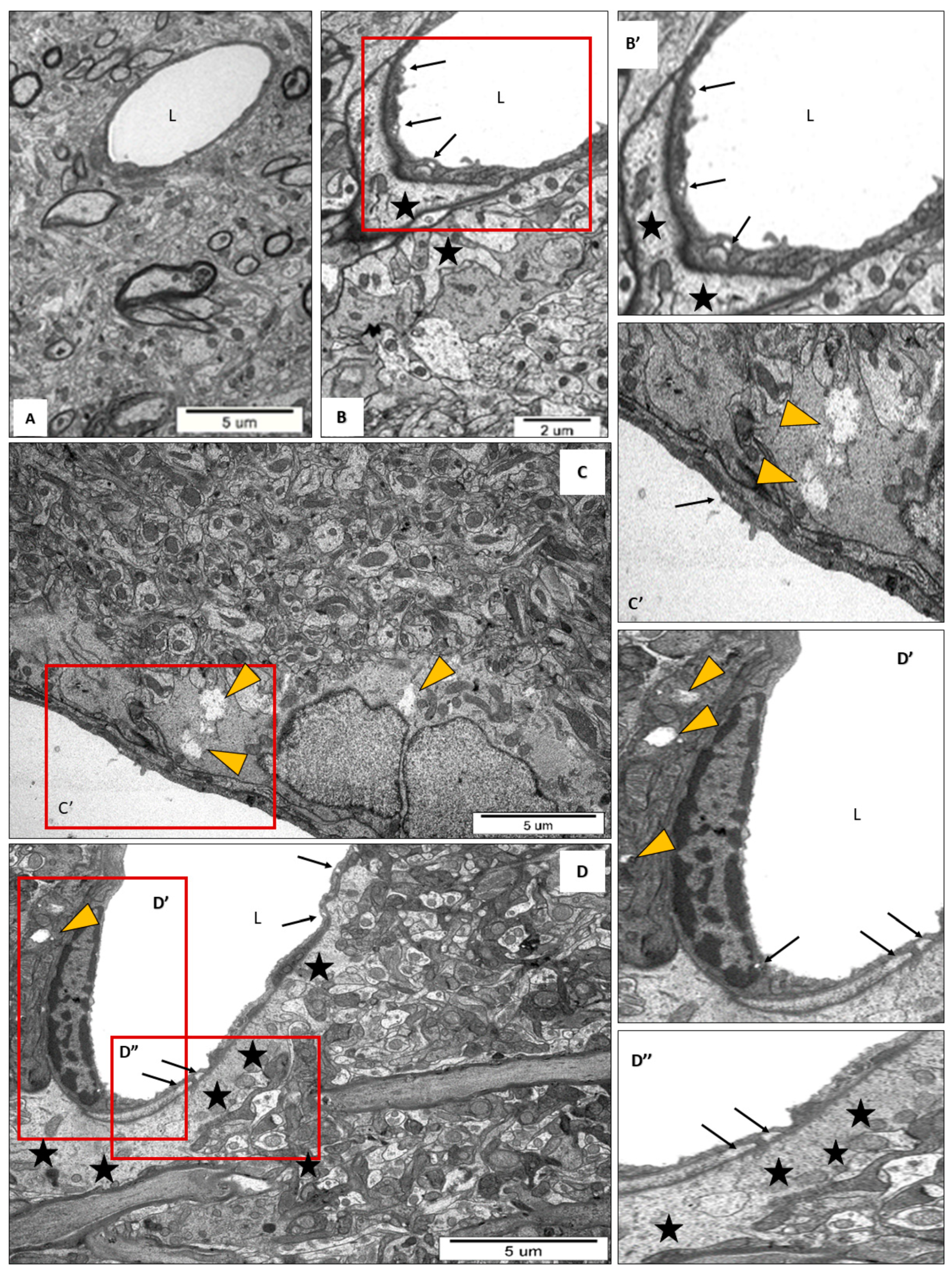 Cells 13 01641 g002 Cells 13 01641 g002