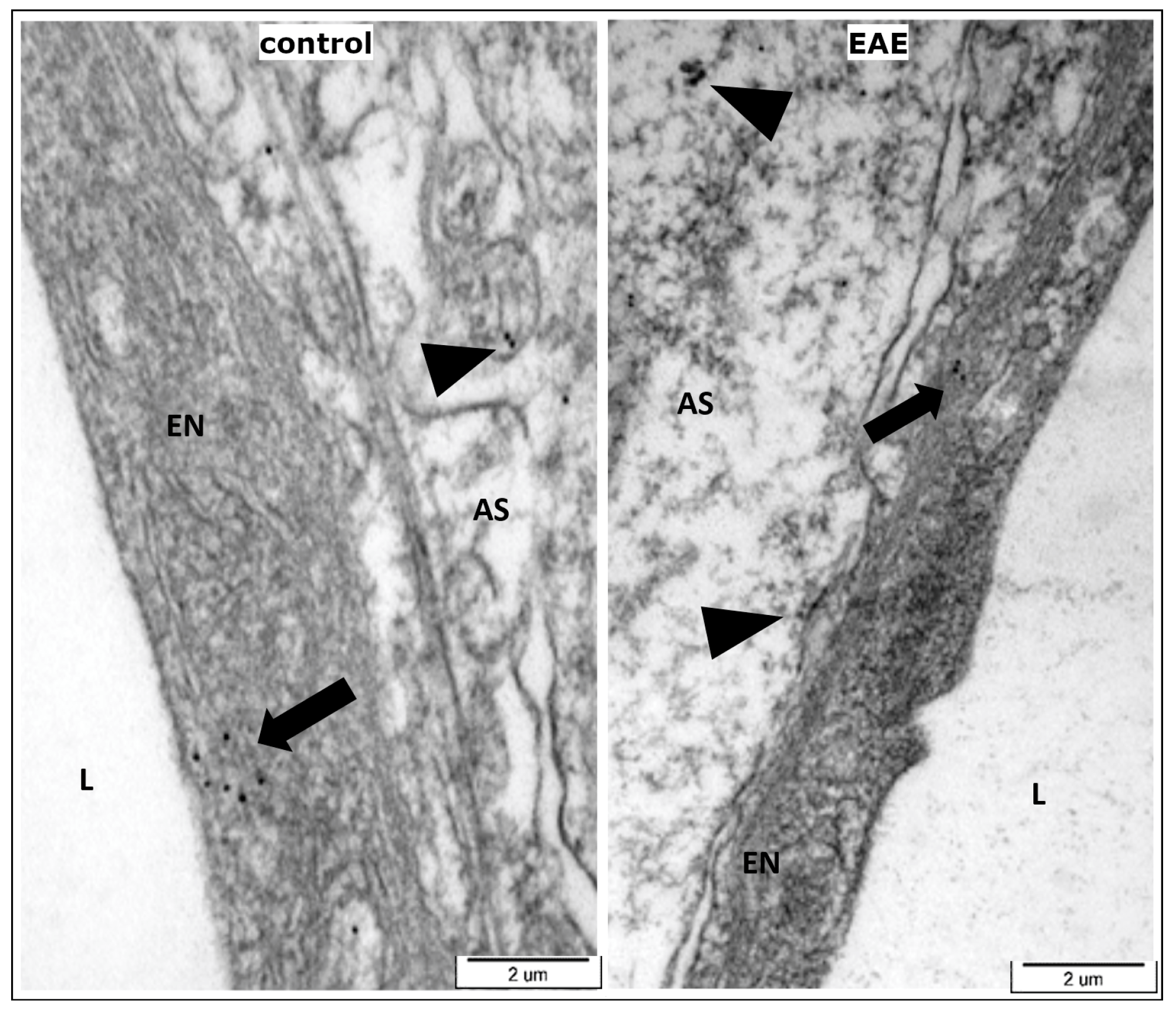 Cells 13 01641 g003 Cells 13 01641 g003
