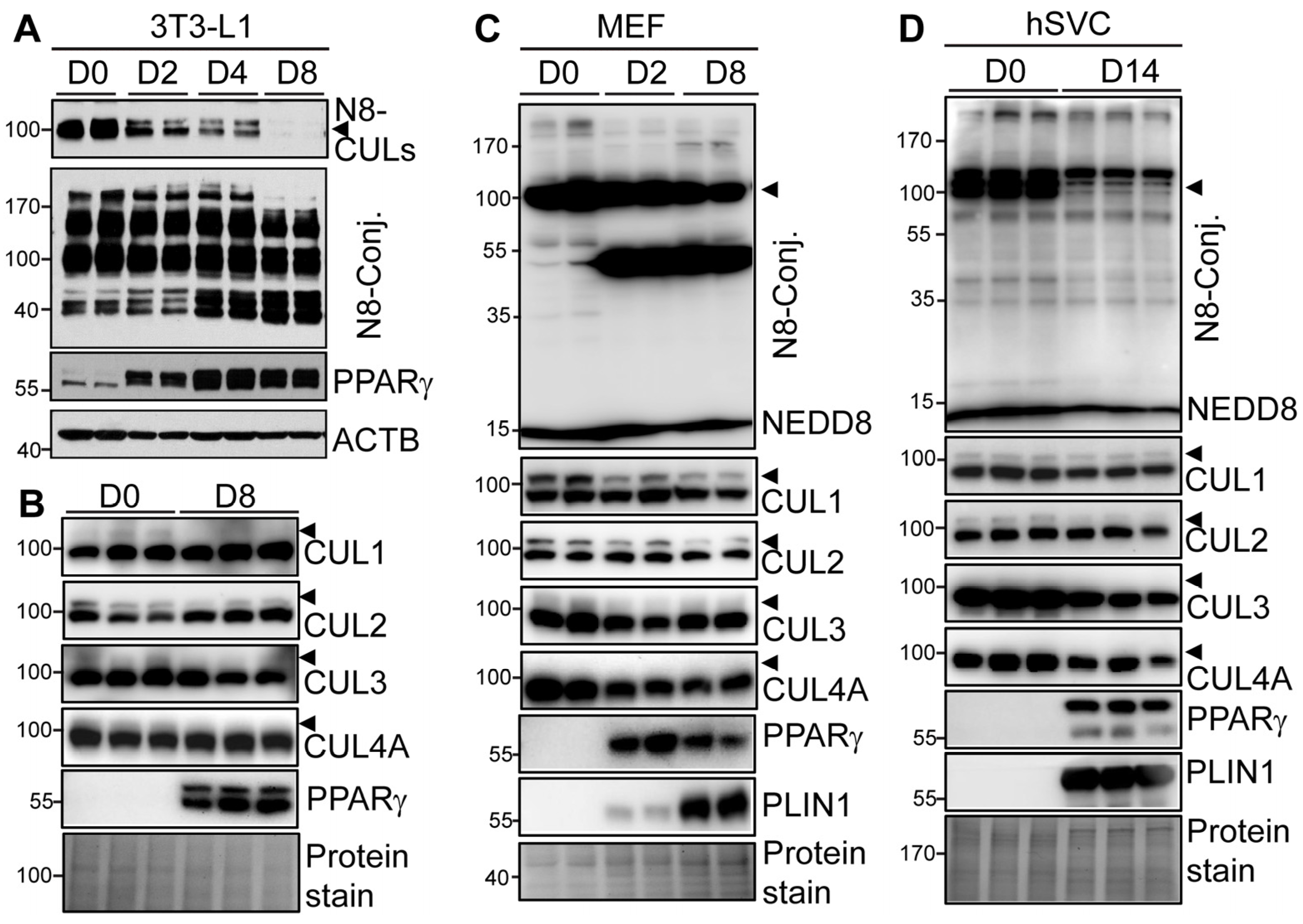 Cells 13 01654 g001 Cells 13 01654 g001