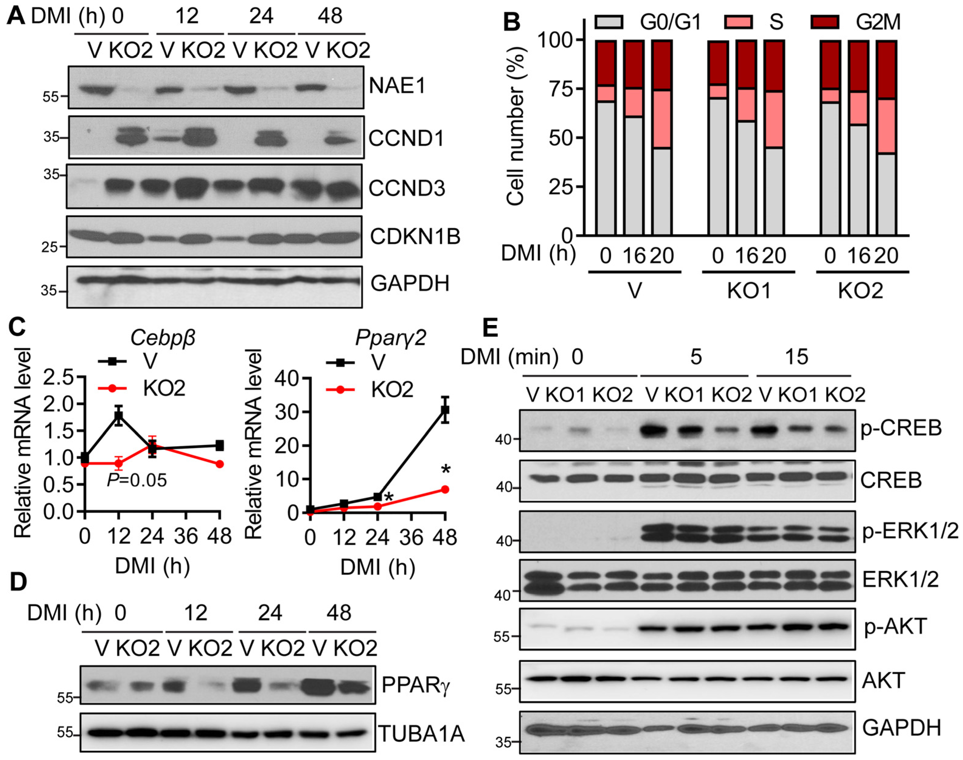 Cells 13 01654 g005 Cells 13 01654 g005