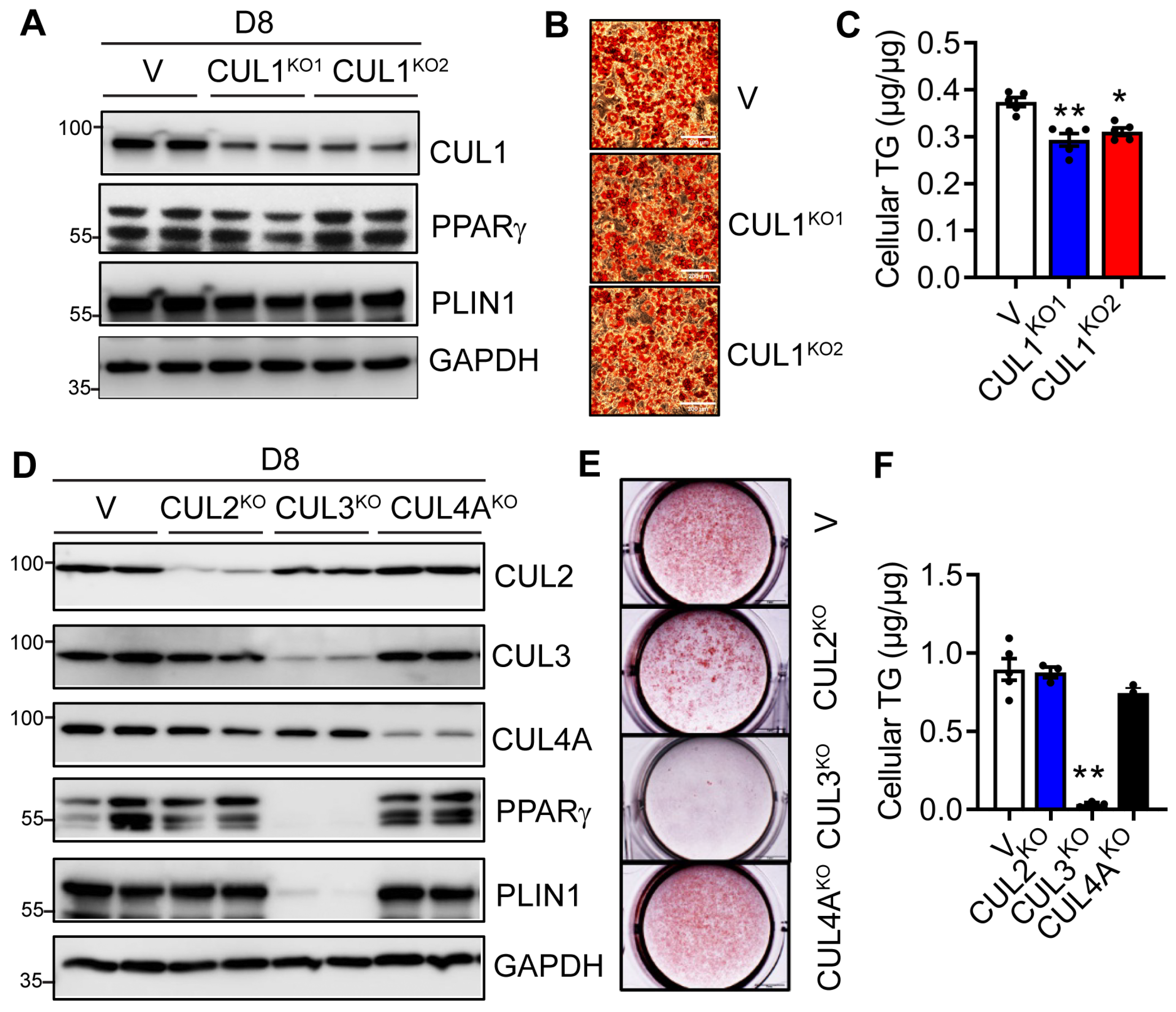Cells 13 01654 g006 Cells 13 01654 g006