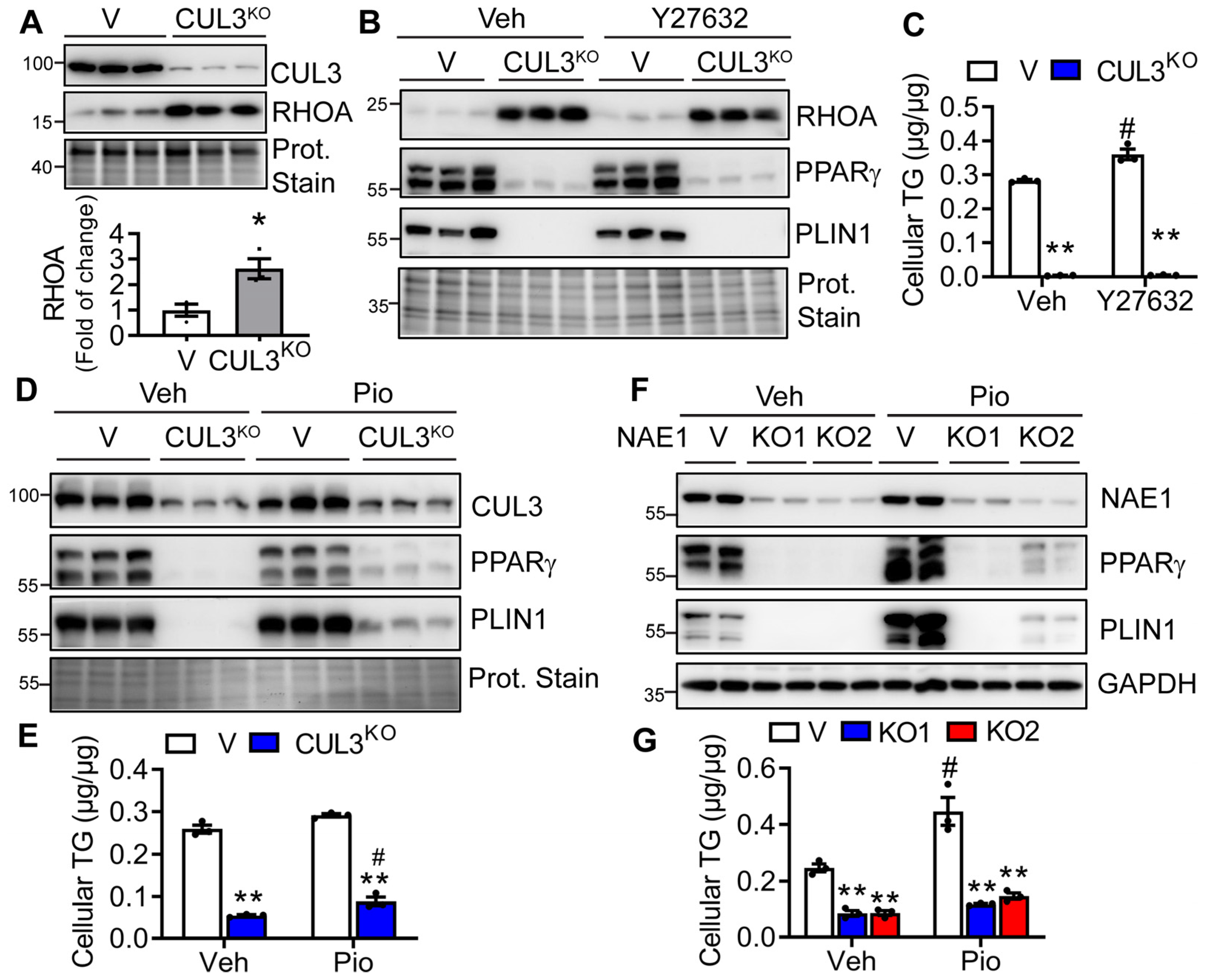 Cells 13 01654 g008 Cells 13 01654 g008