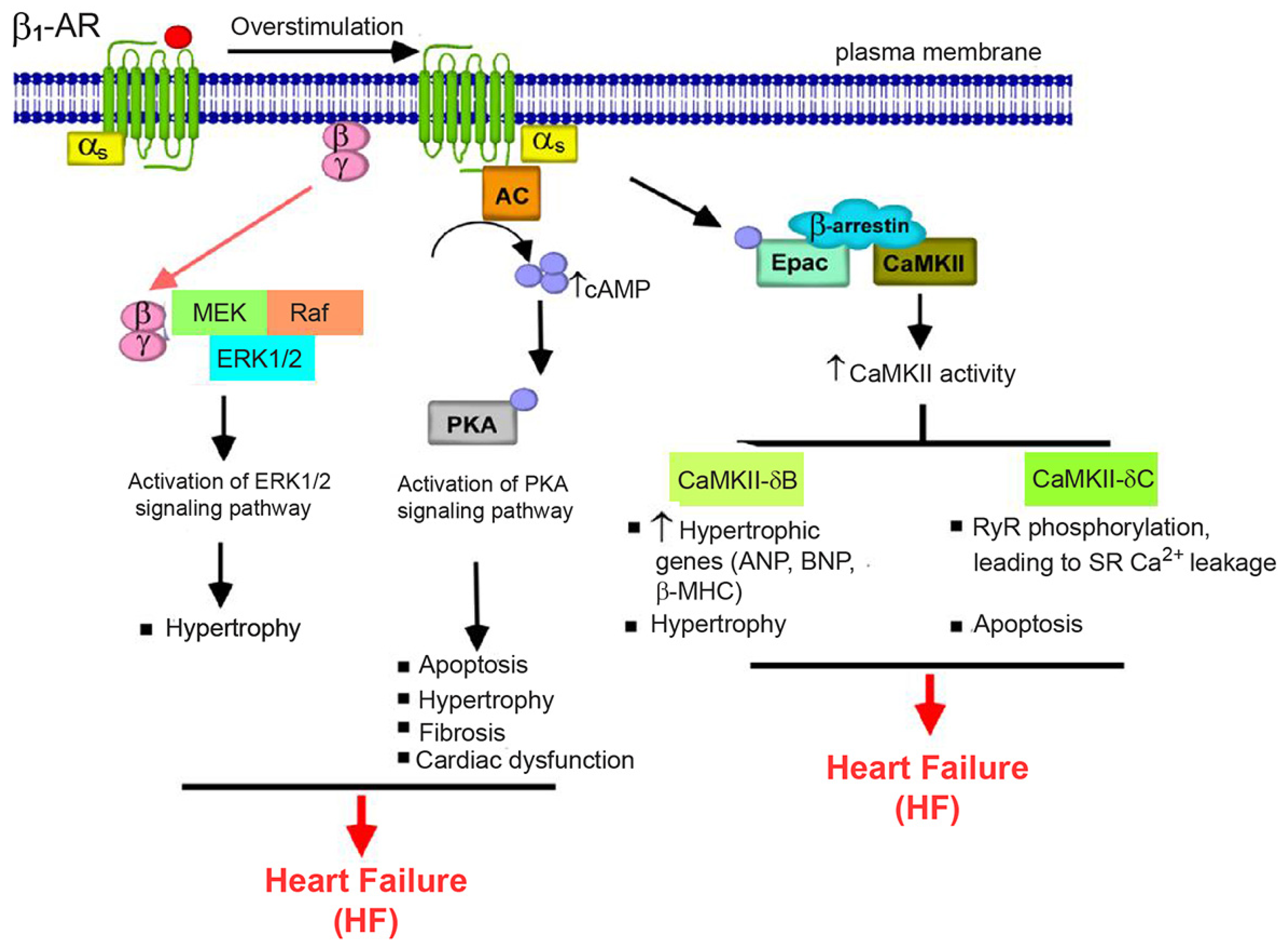 Cells 13 01674 g001 Cells 13 01674 g001